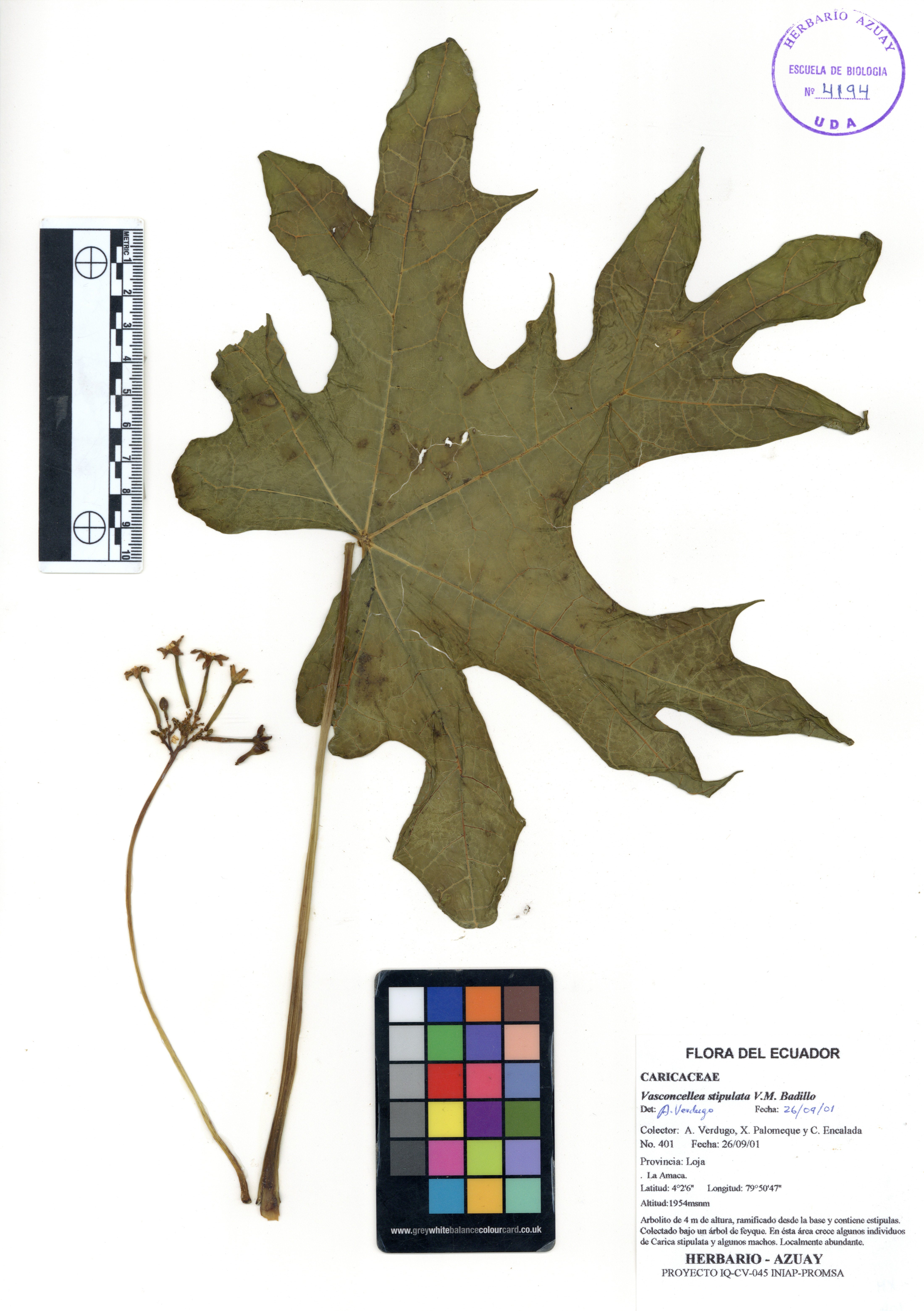 Vasconcellea stipulata V.M. Badillo