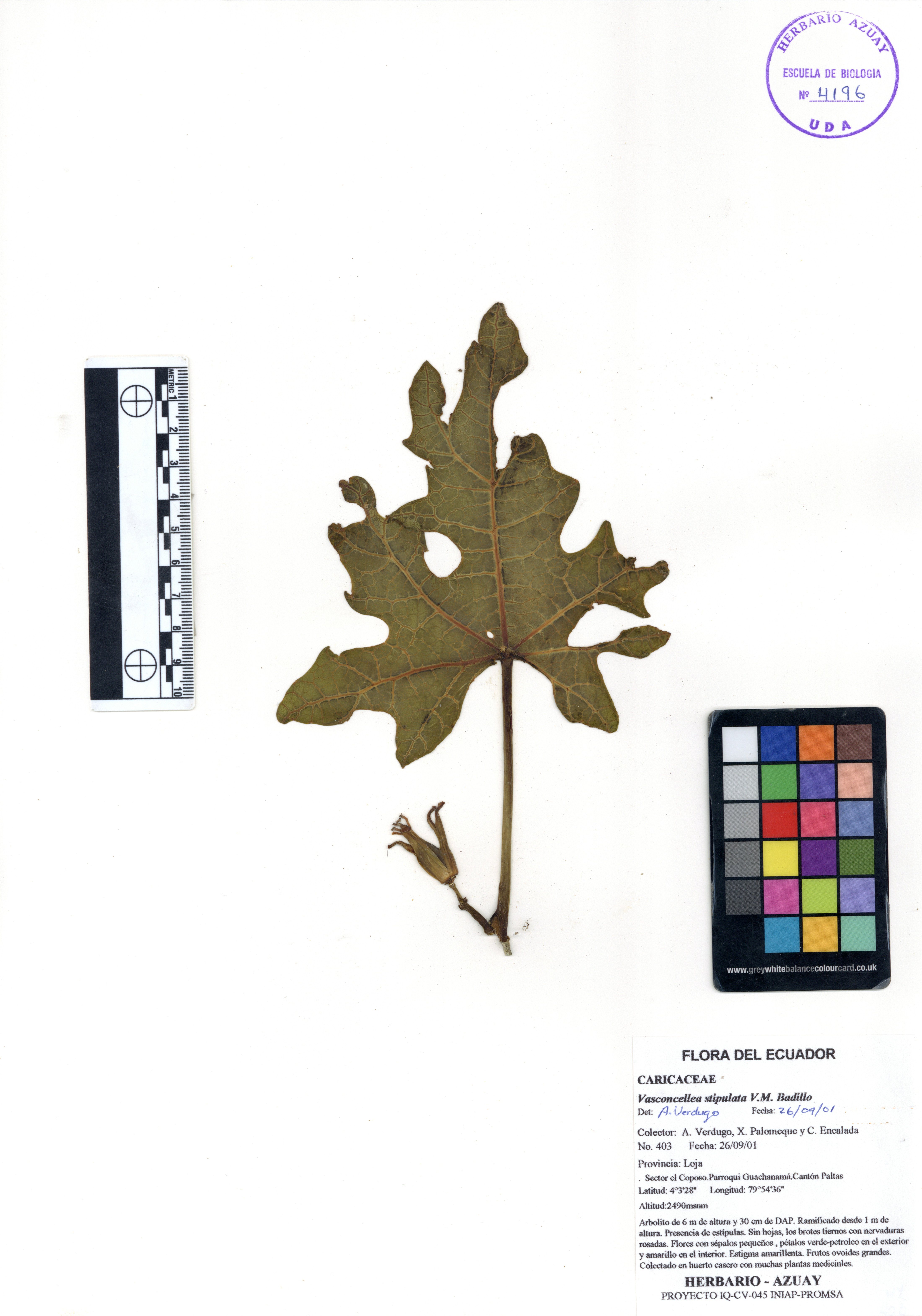 Vasconcellea stipulata V.M. Badillo