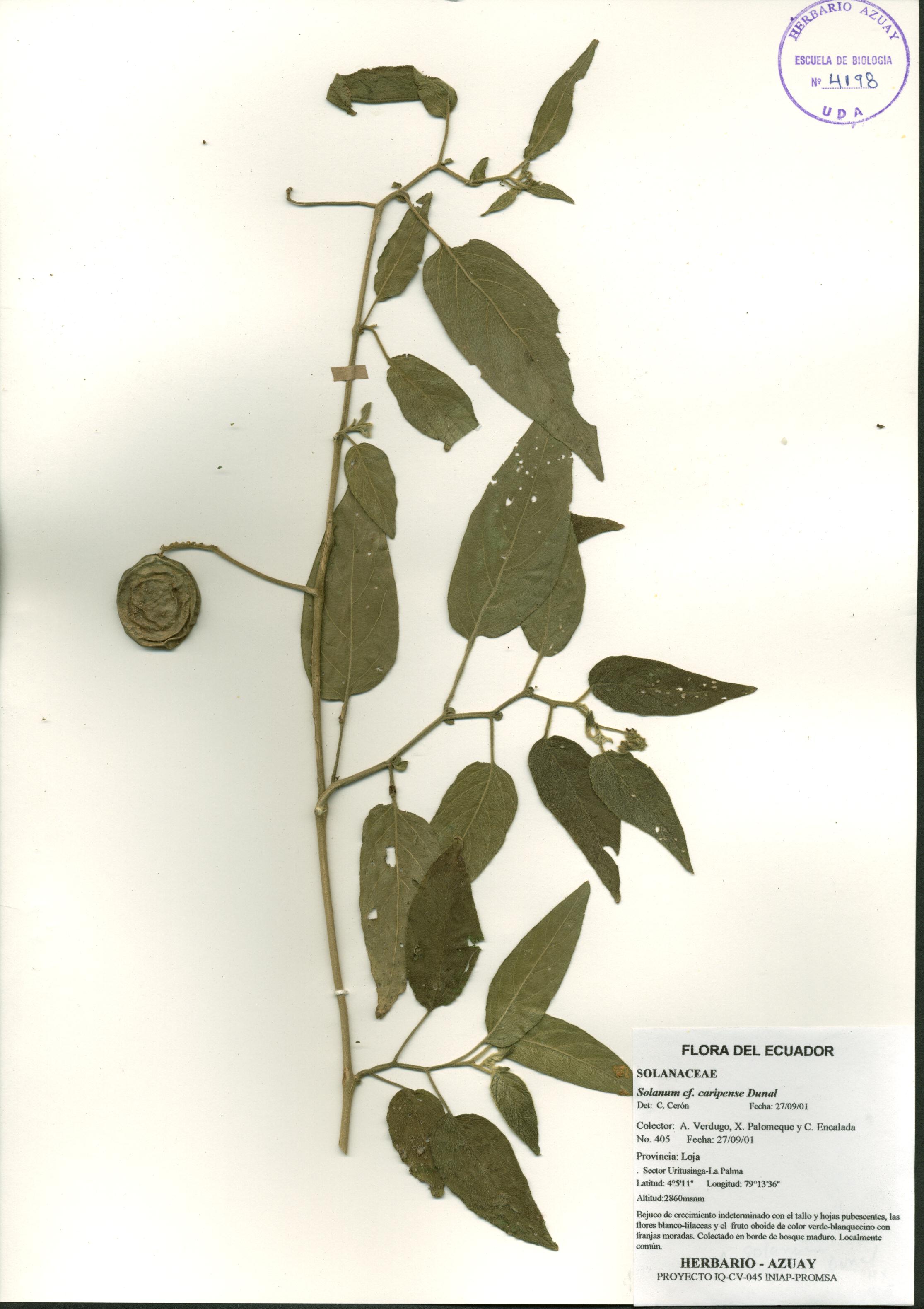 Solanum caripense Dunal