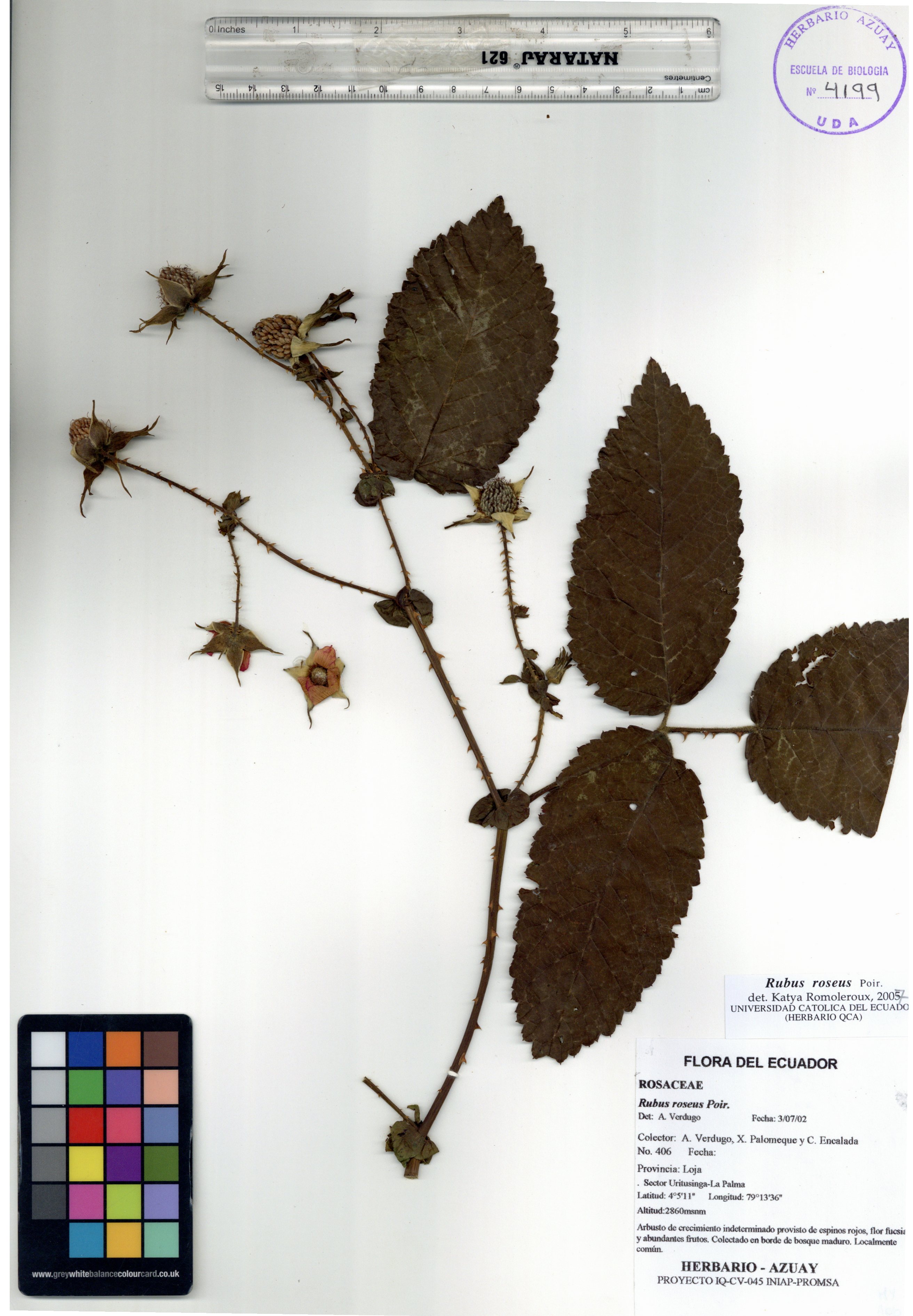 Rubus roseus Poir.