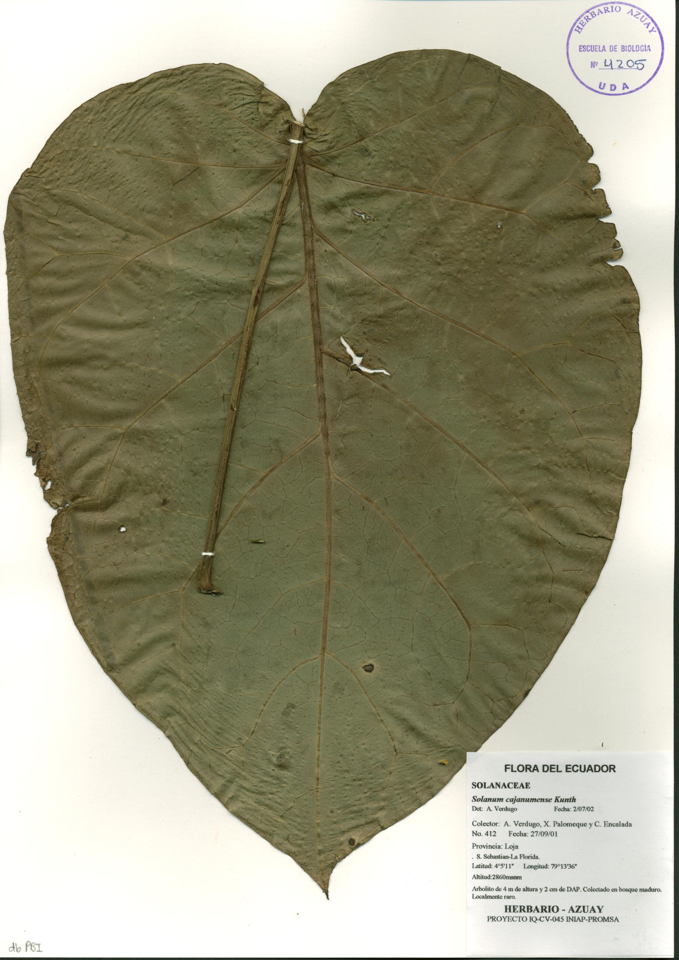 Solanum cajanumense Kunth