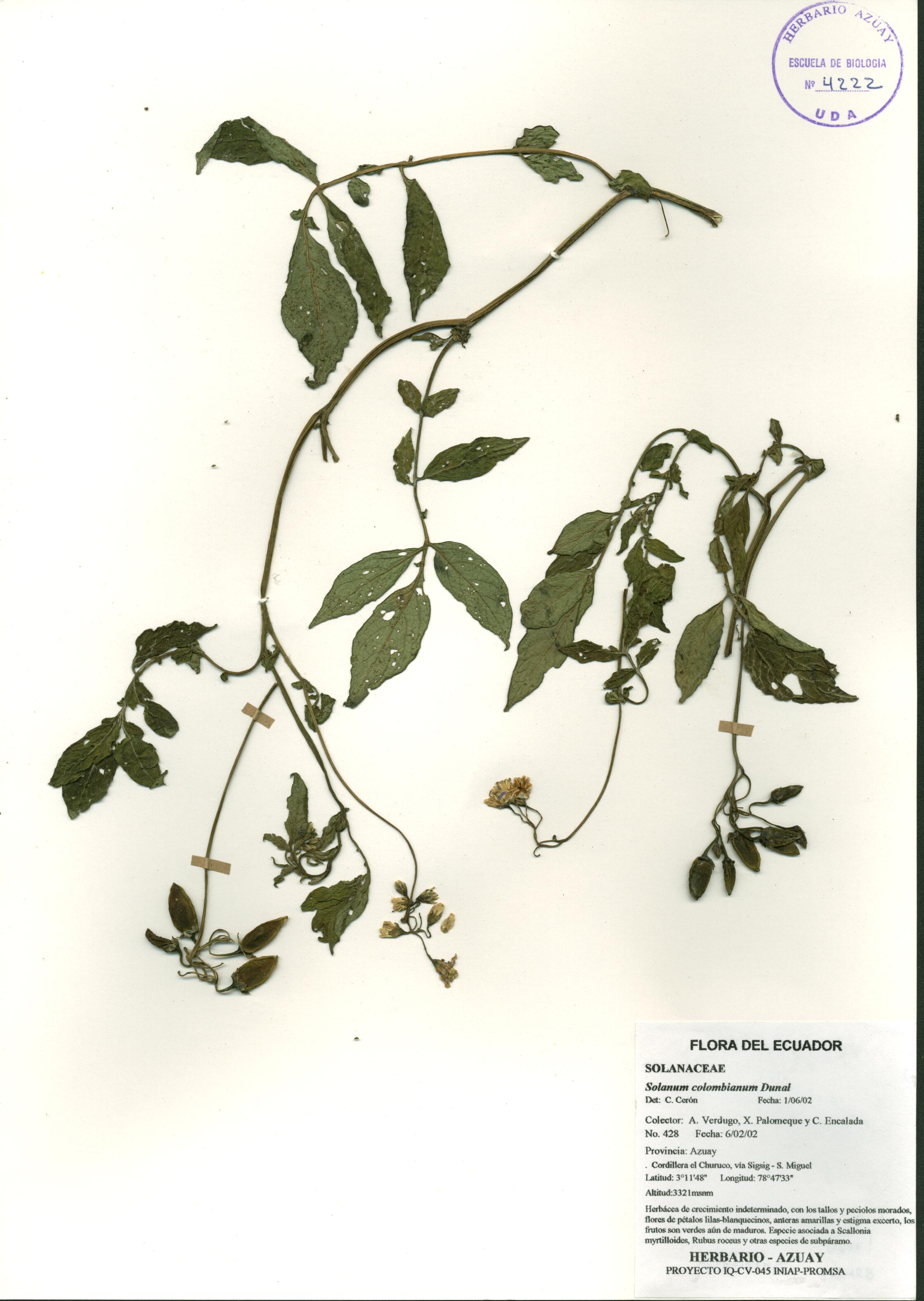Solanum colombianum Dunal