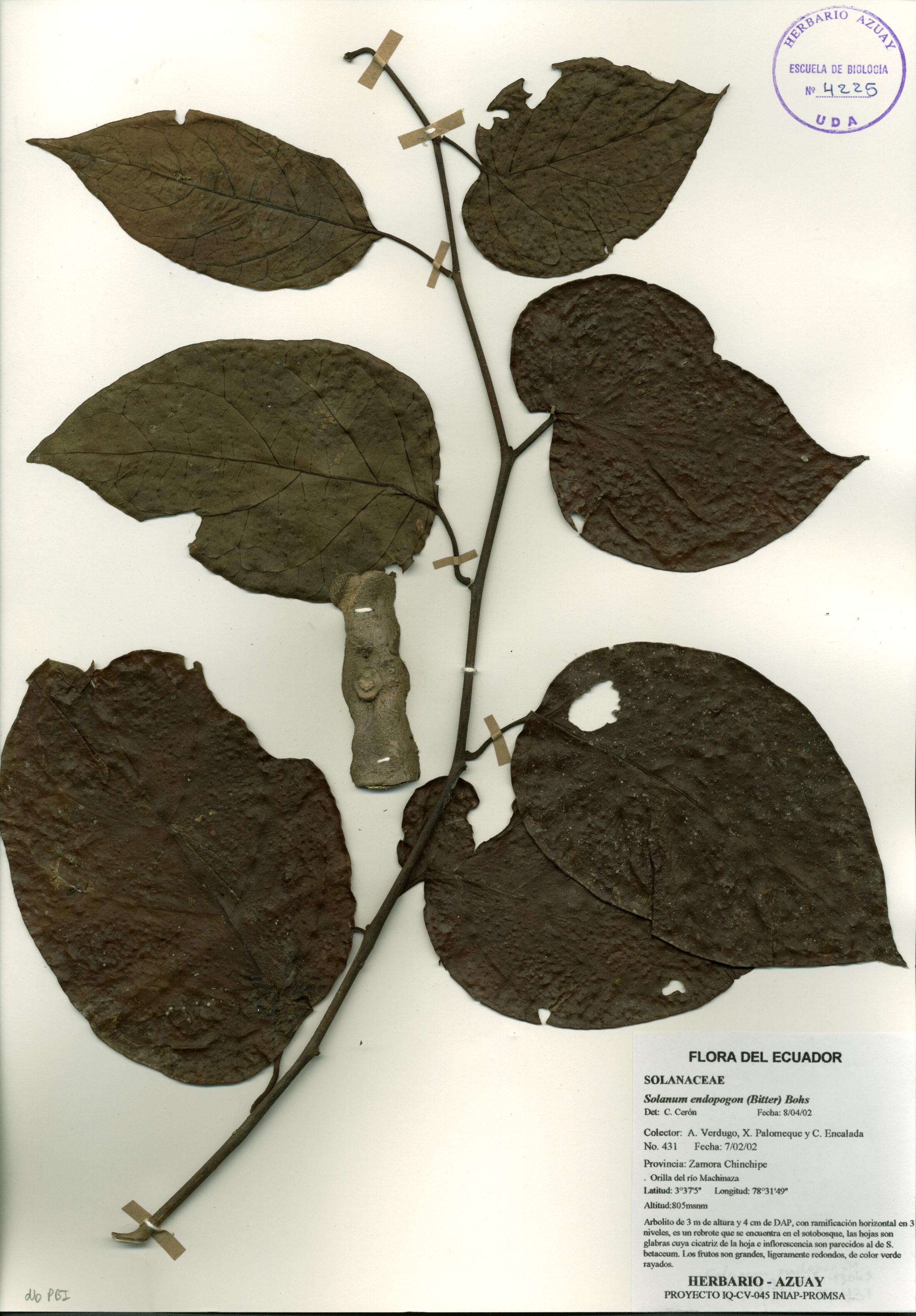 Solanum endopogon (Bitter) Bohs