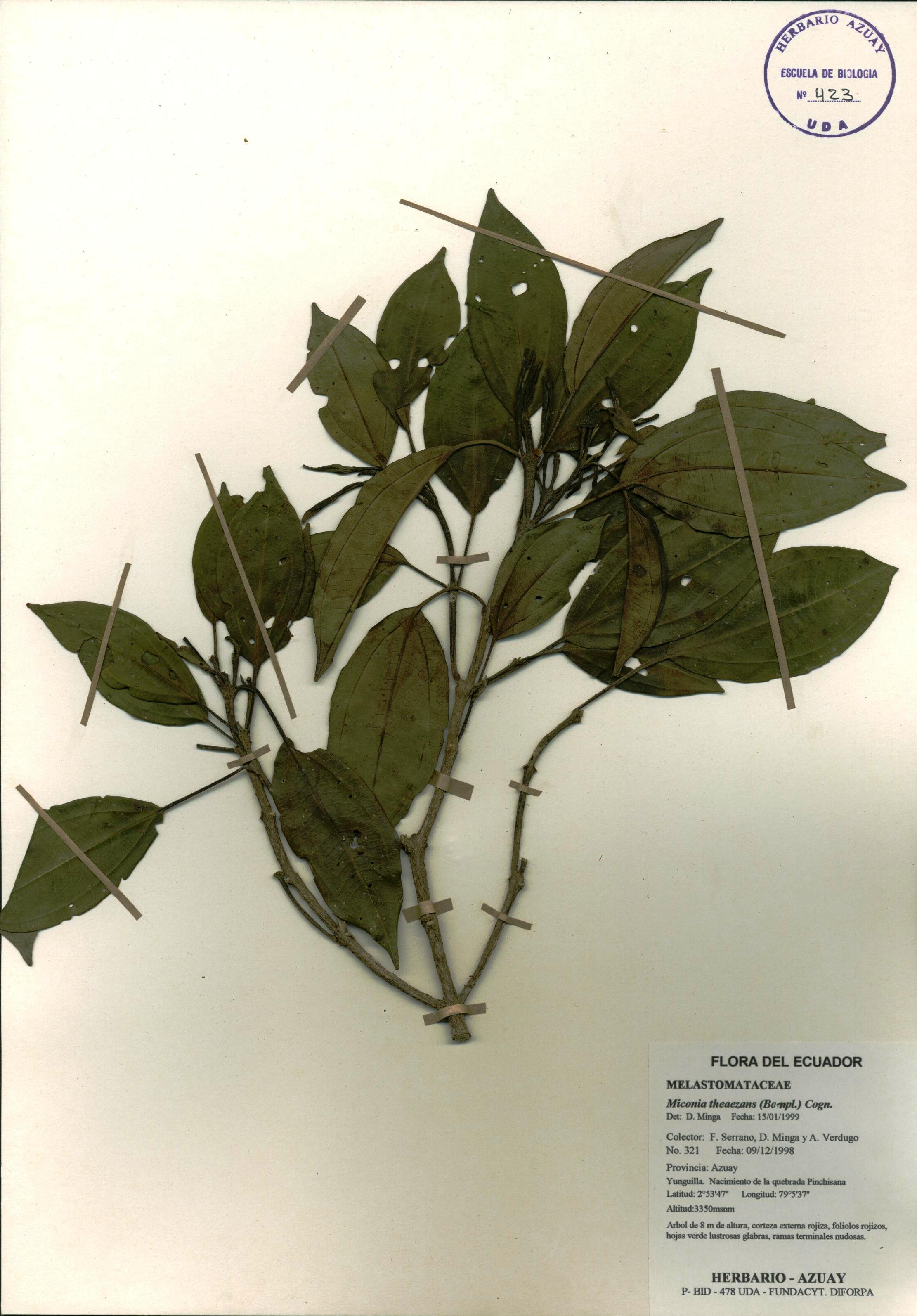 Miconia theaezans (Bonpl.) Cogn.