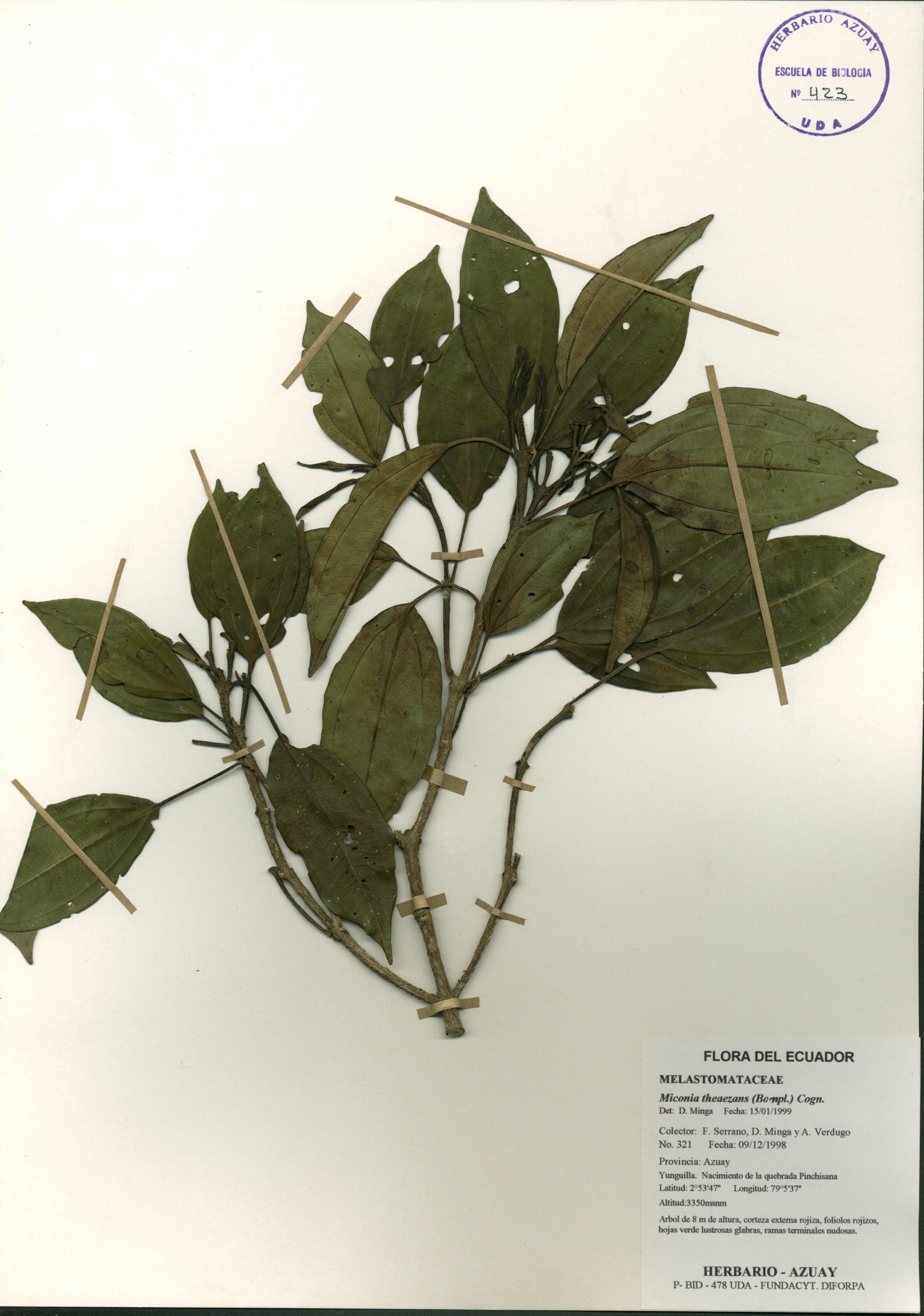Miconia theaezans (Bonpl.) Cogn.