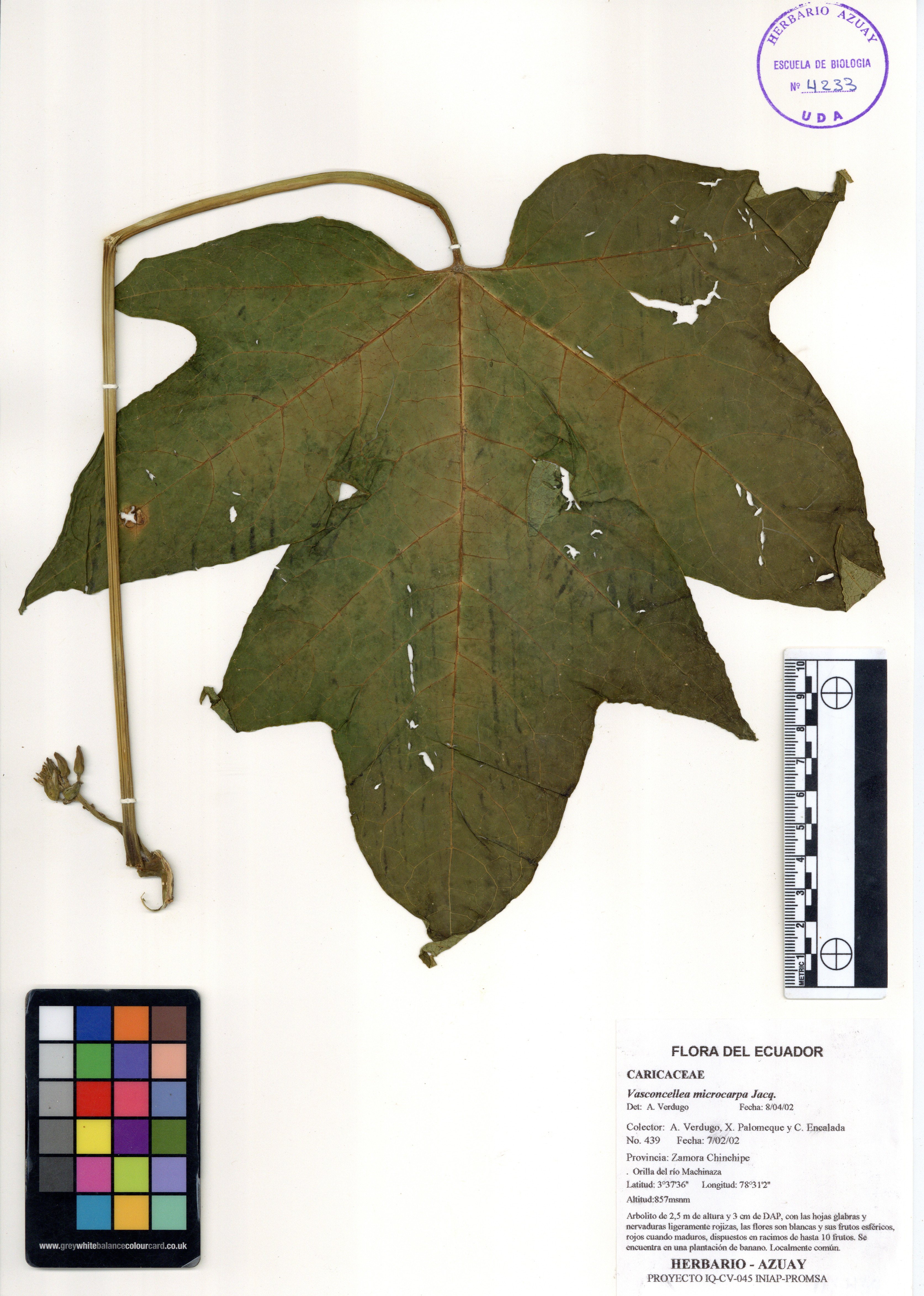Vasconcellea microcarpa Jacq.