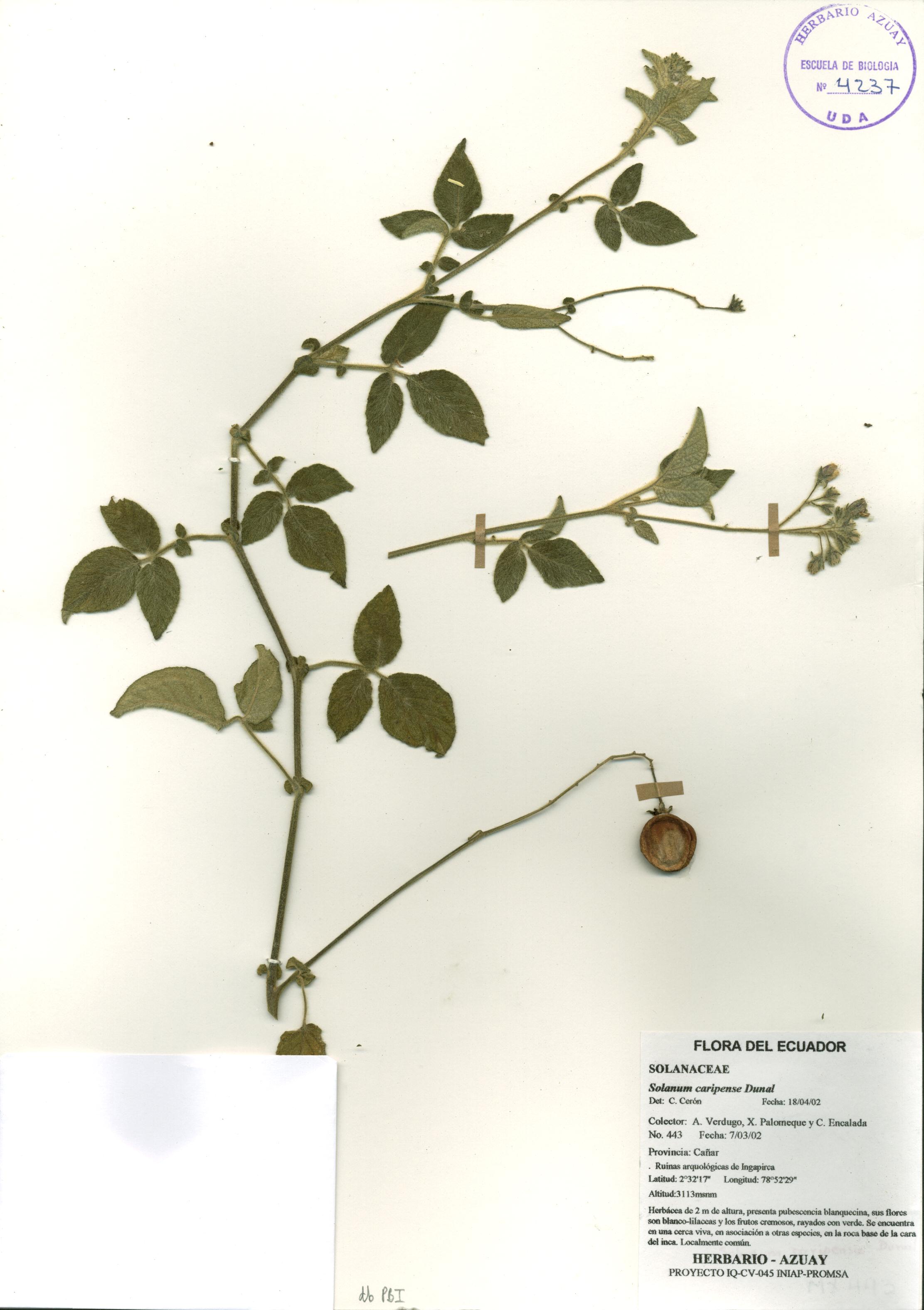 Solanum caripense Dunal