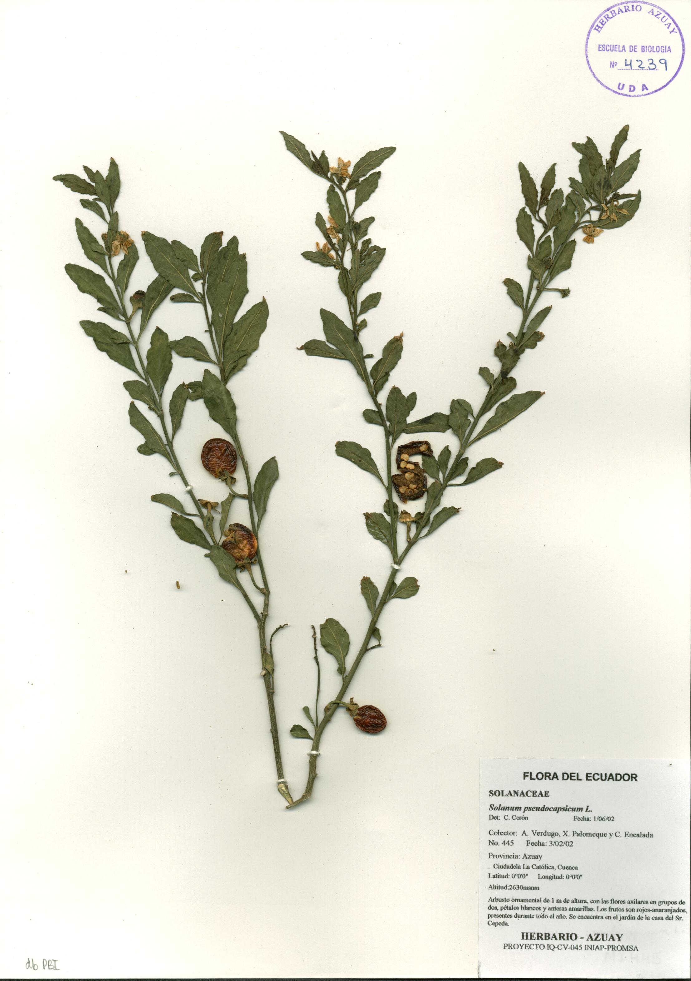 Solanum pseudocapsicum L.