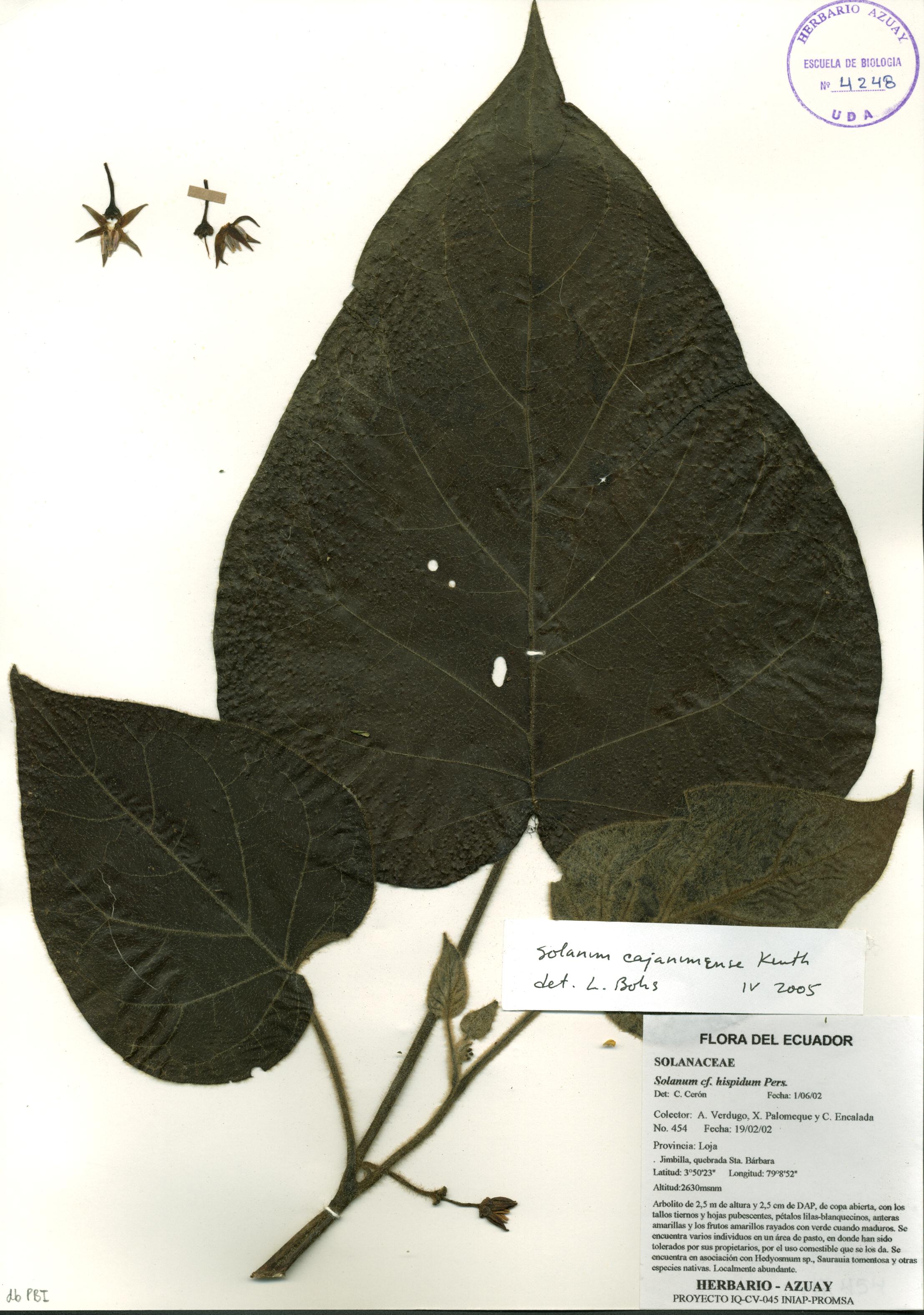 Solanum cajanumense Kunth