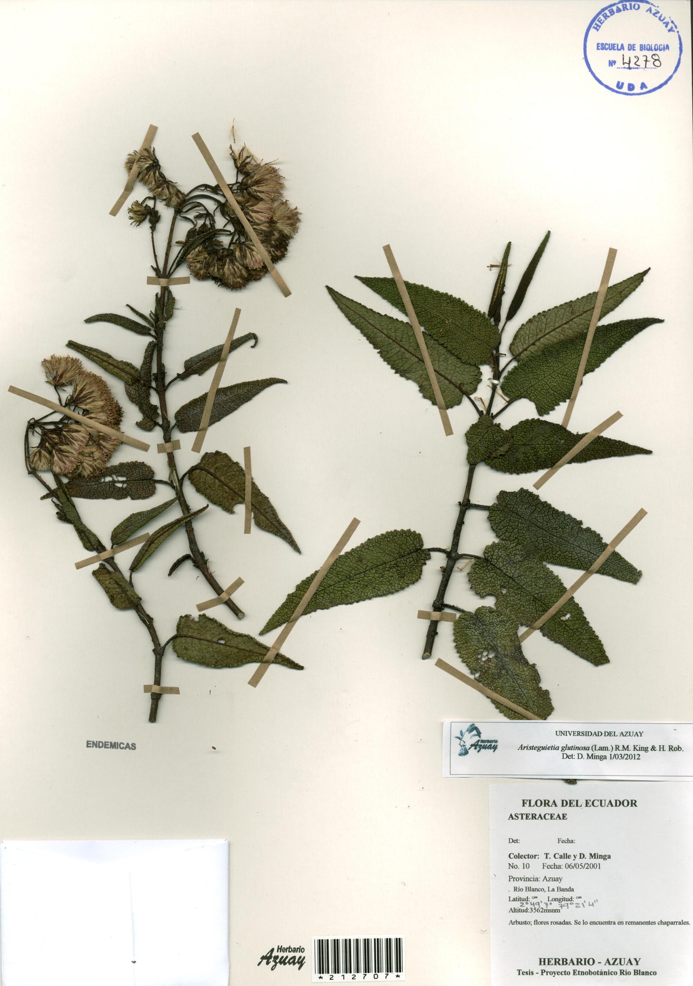 Aristeguietia glutinosa (Lam.) R.M. King & H. Rob.