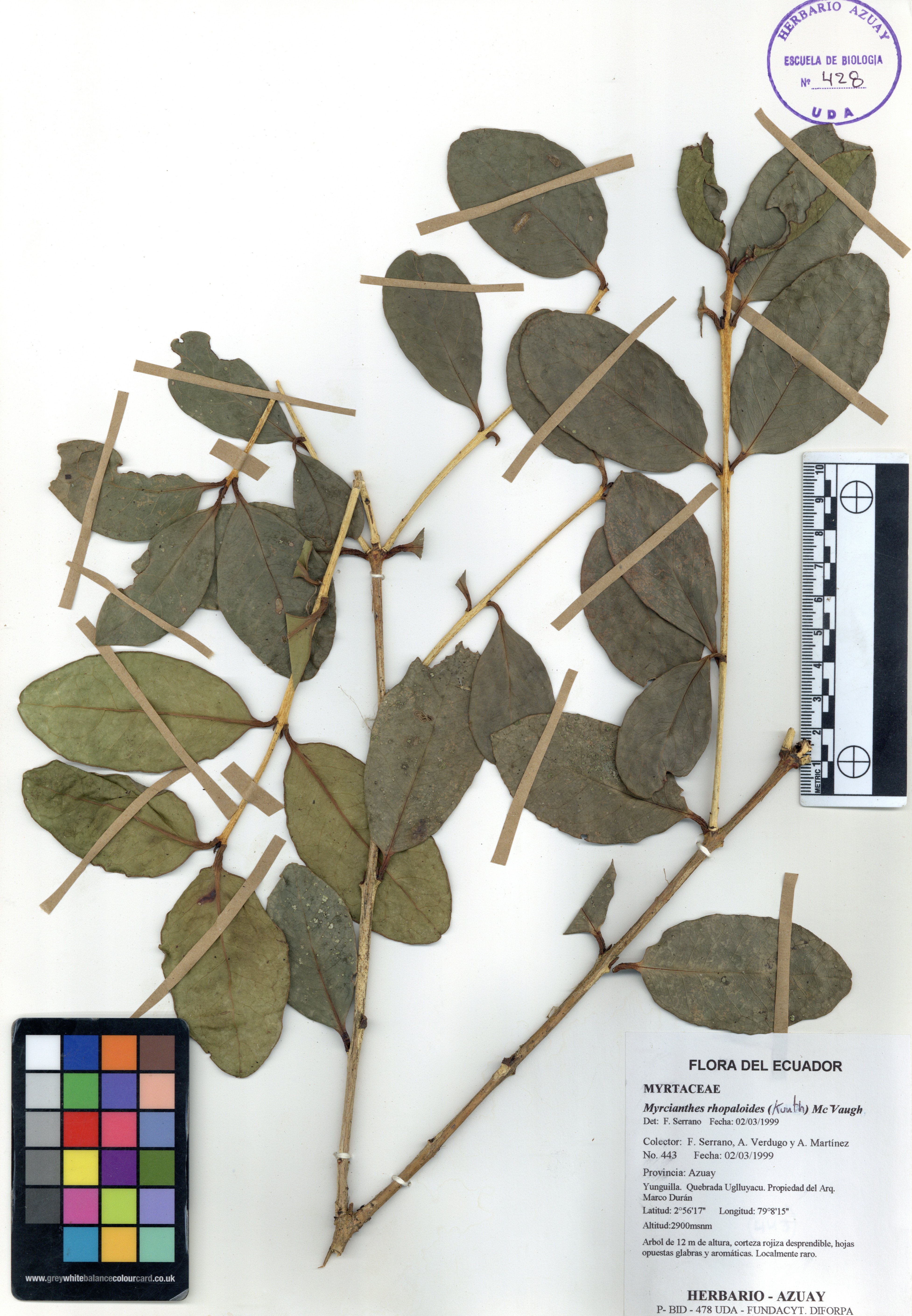 Myrcianthes rhopaloides (Kunth) McVaugh