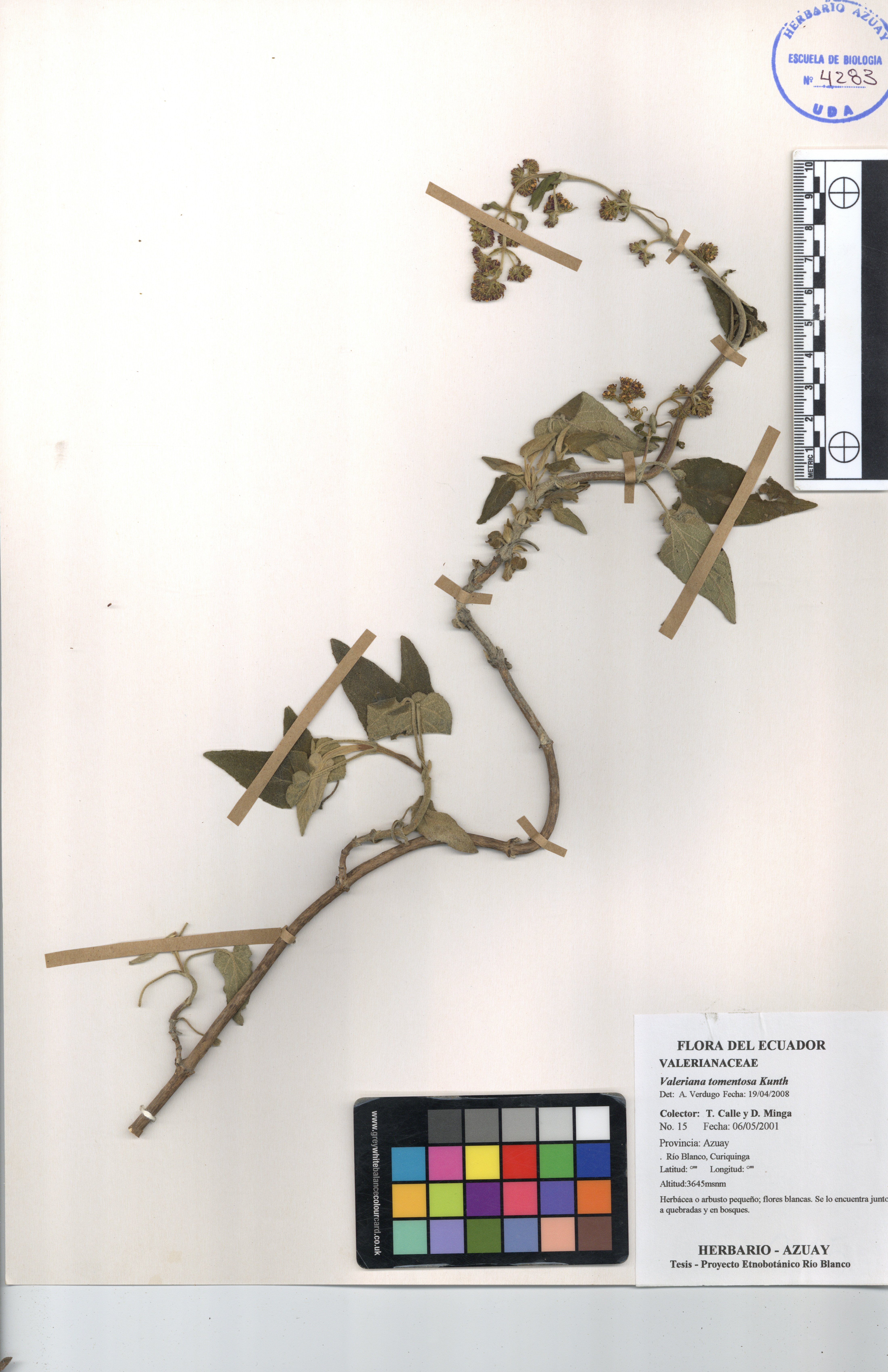 Valeriana tomentosa Kunth