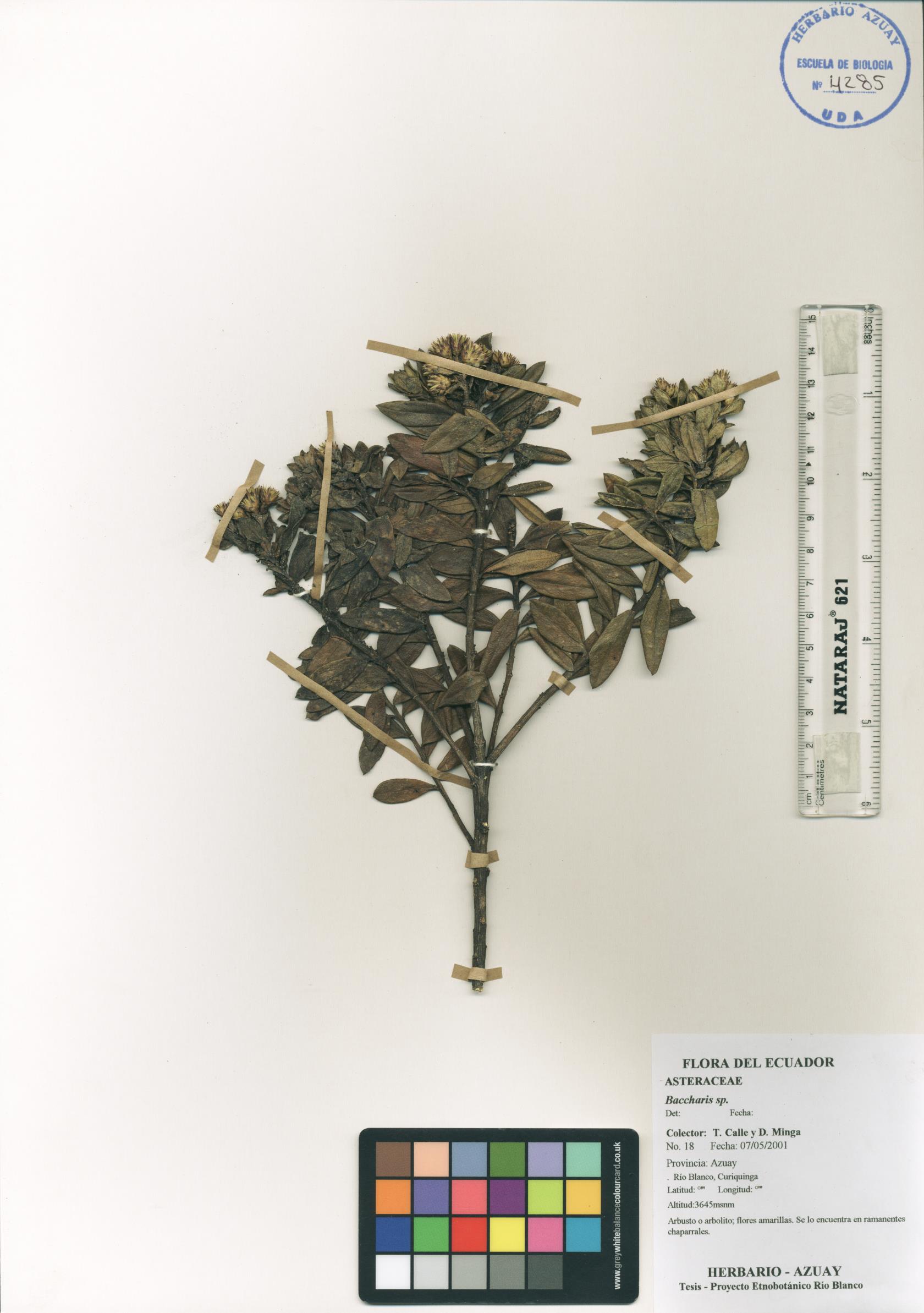 Baccharis sp. SIN DETERMINAR