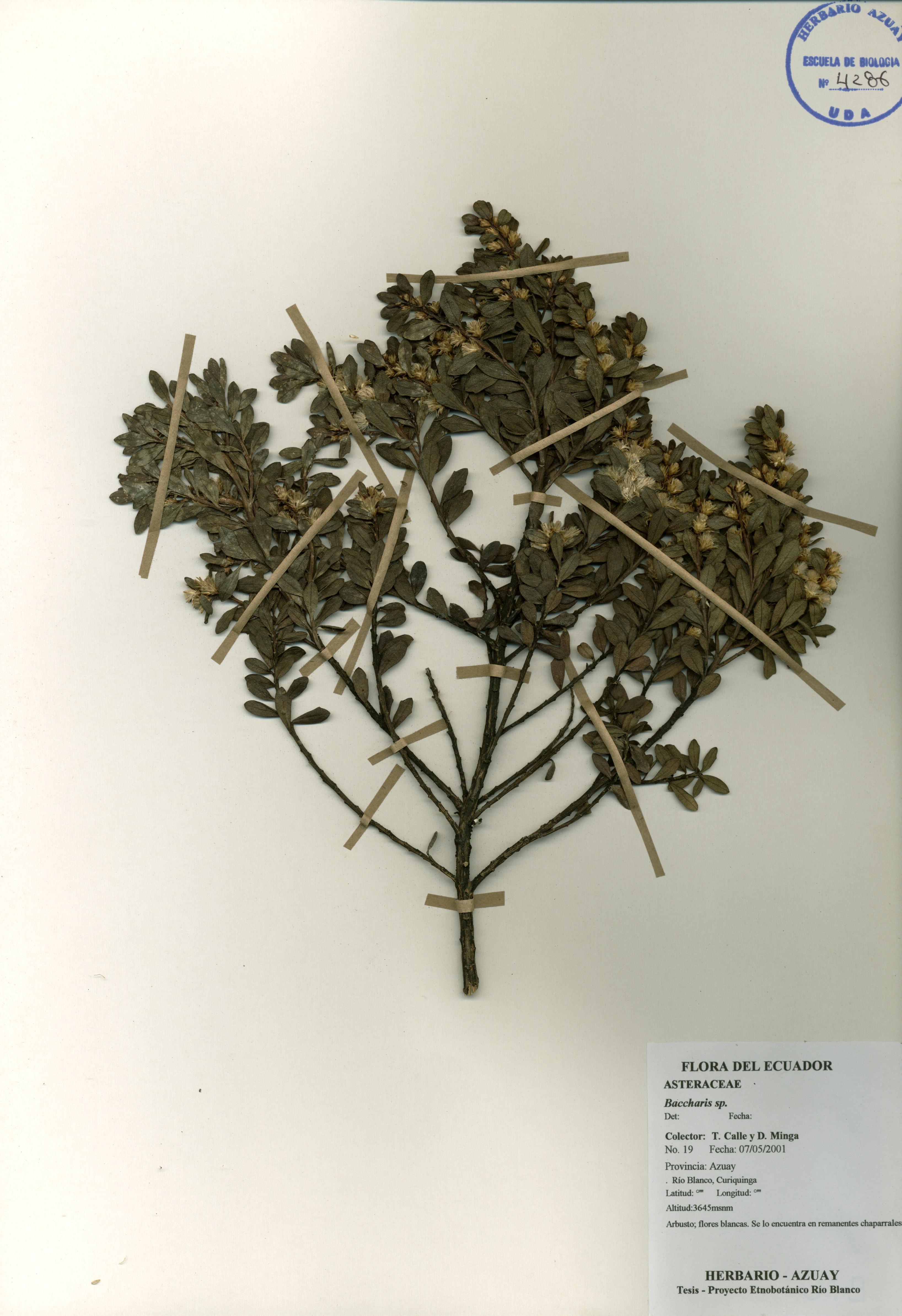 Baccharis sp. SIN DETERMINAR