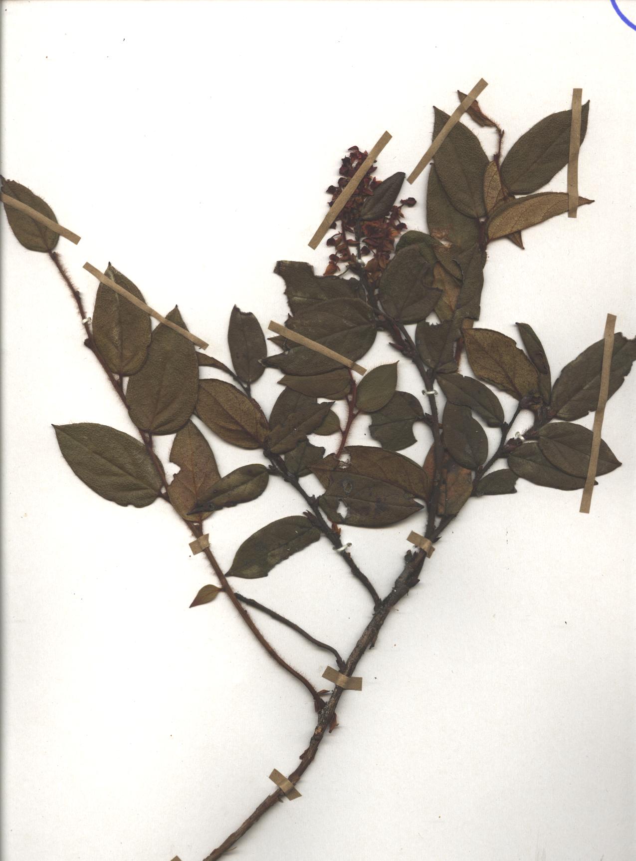 Gaultheria strigosa Benth.