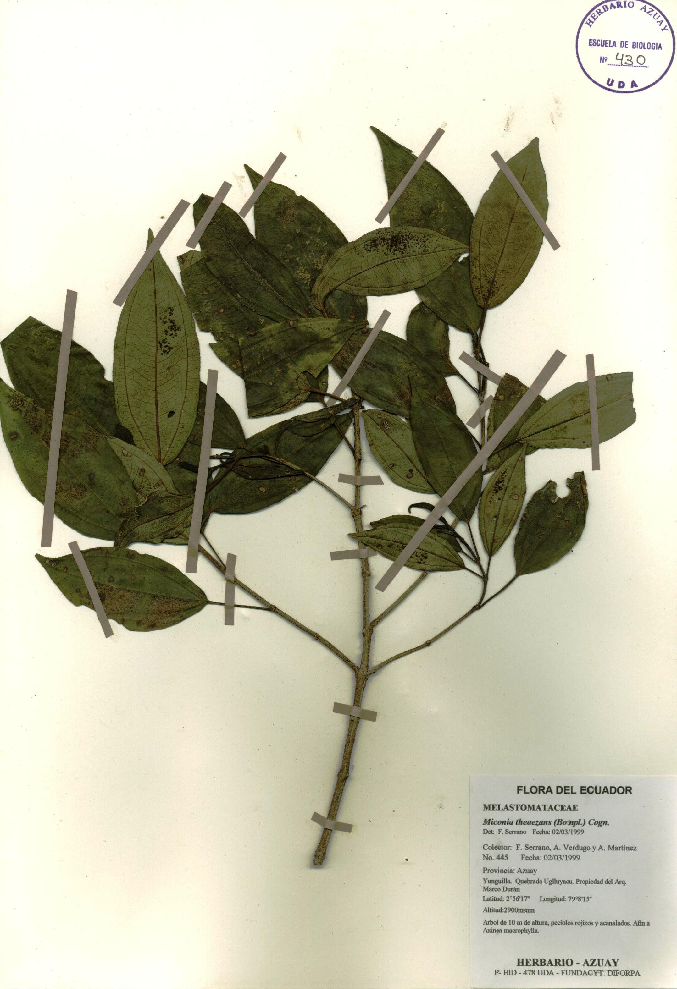 Miconia theaezans (Bonpl.) Cogn.