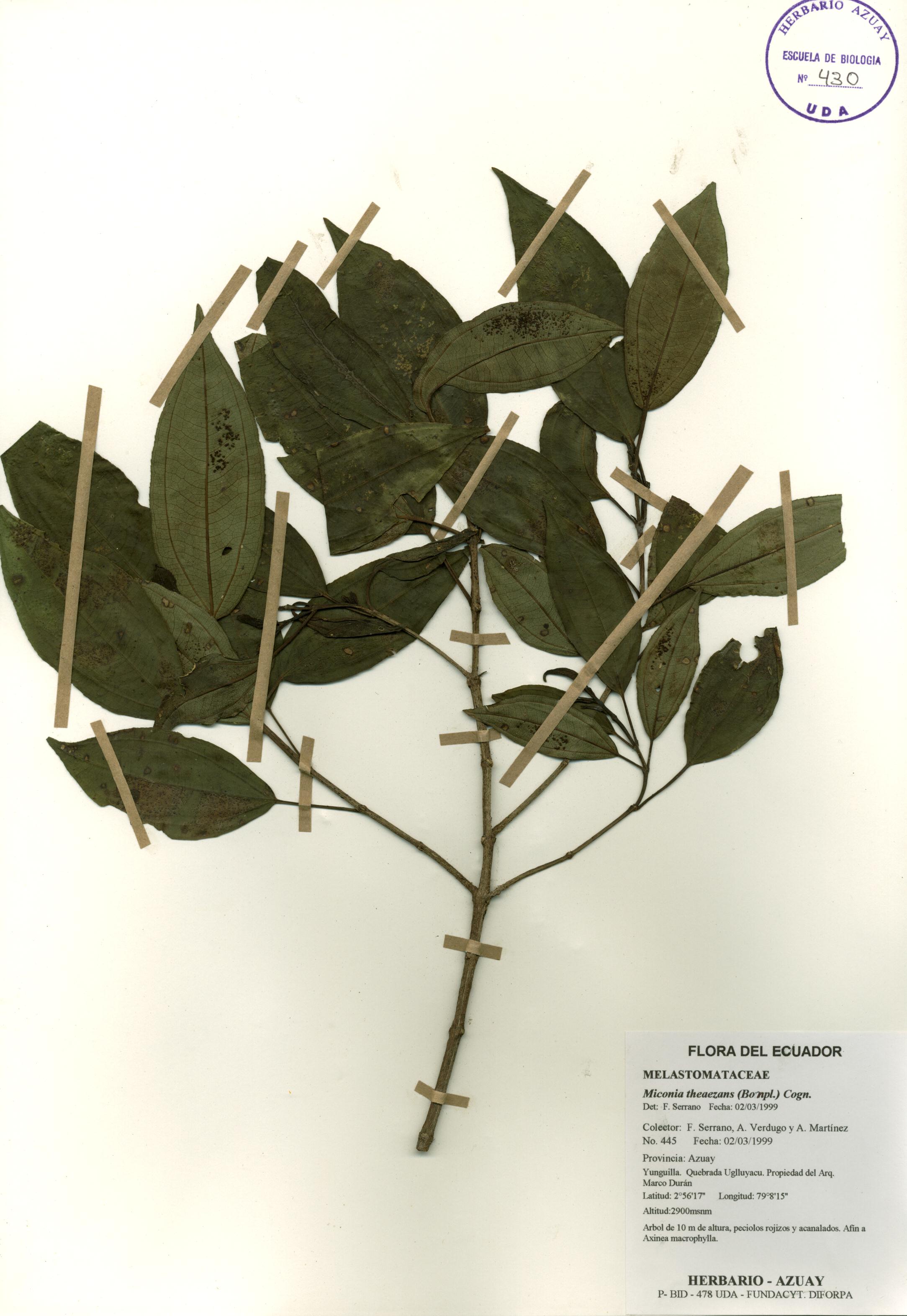 Miconia theaezans (Bonpl.) Cogn.