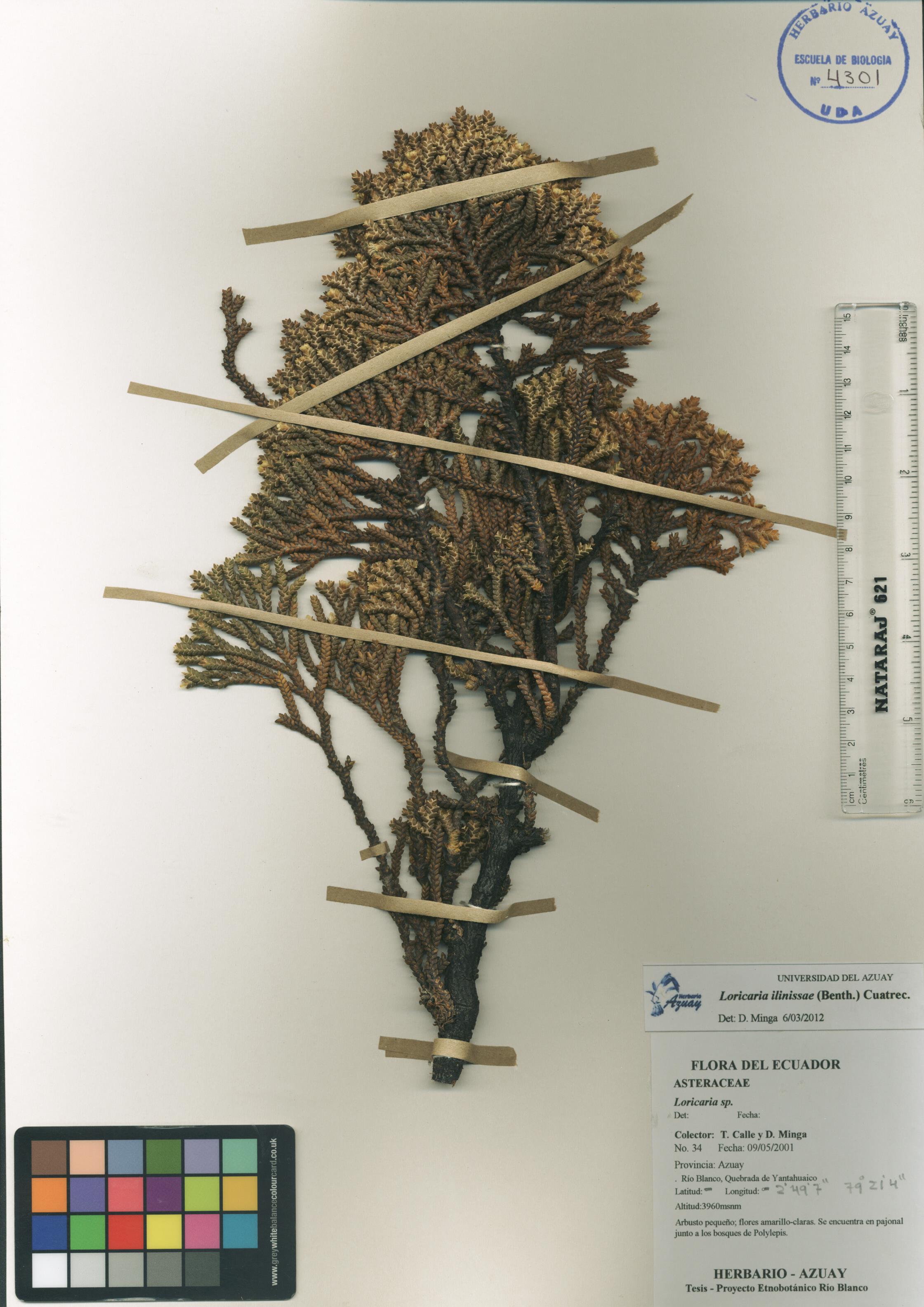 Loricaria ilinissae (Benth.) Cuatrec.