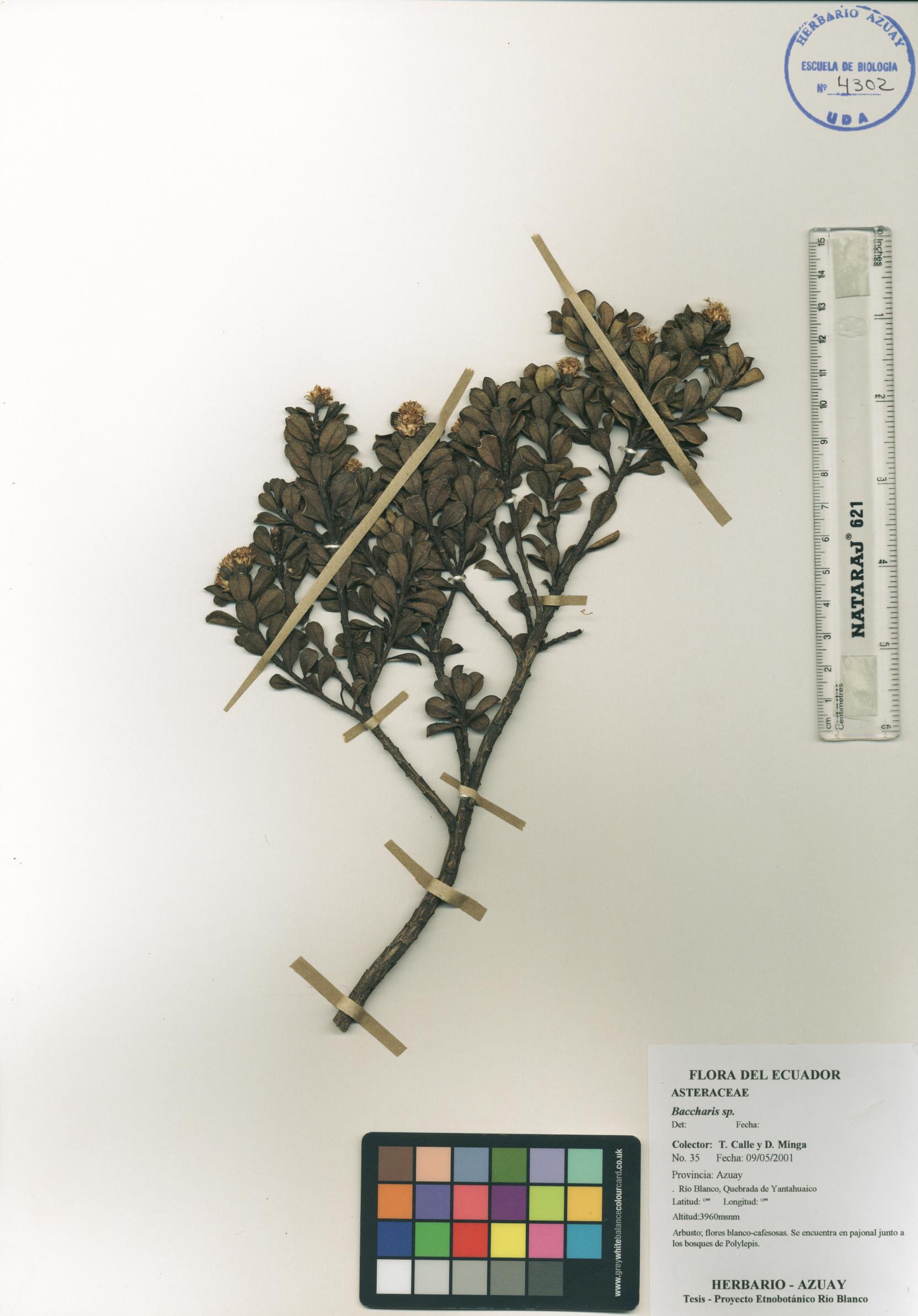 Baccharis sp. SIN DETERMINAR