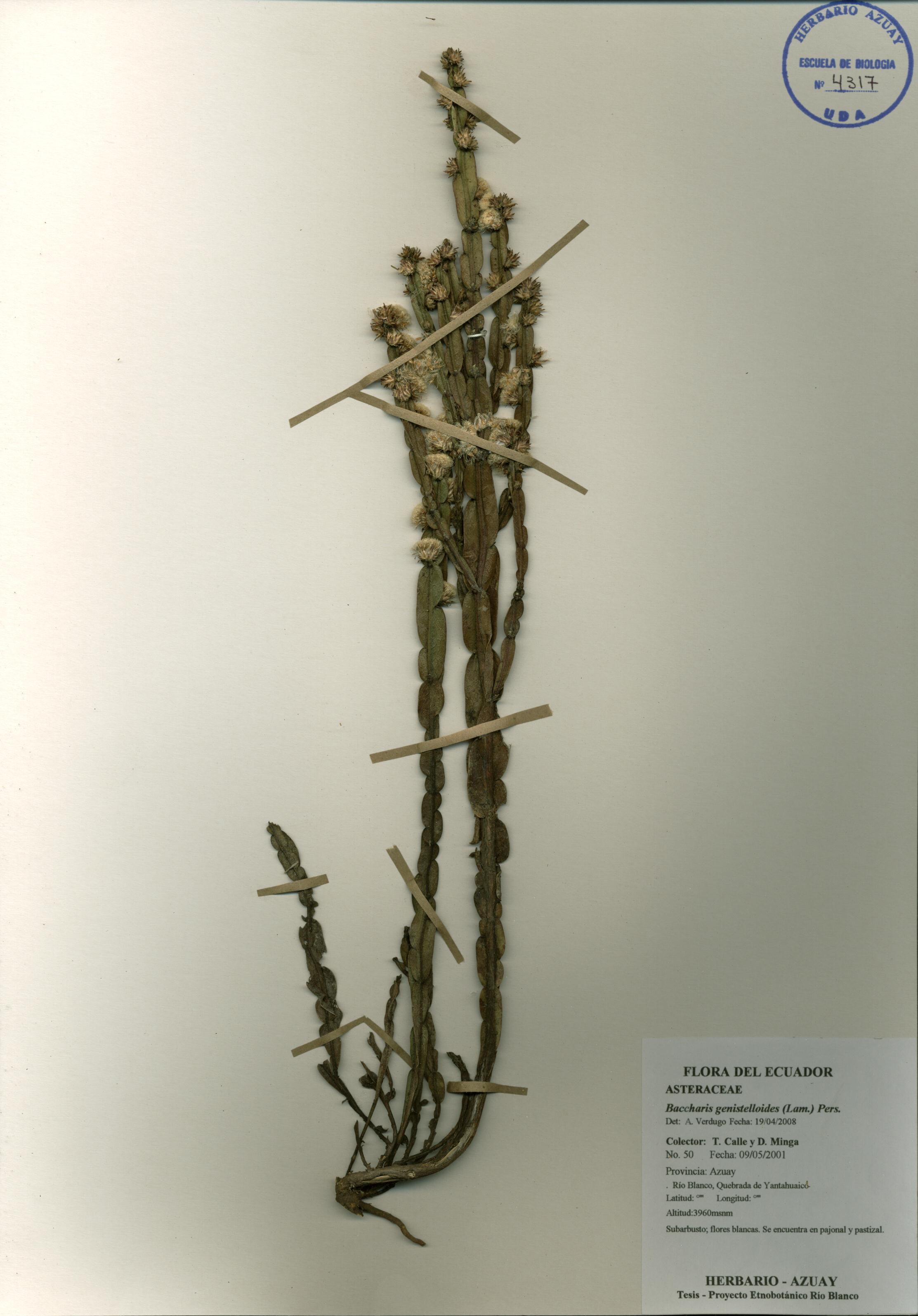 Baccharis genistelloides (Lam.) Pers.