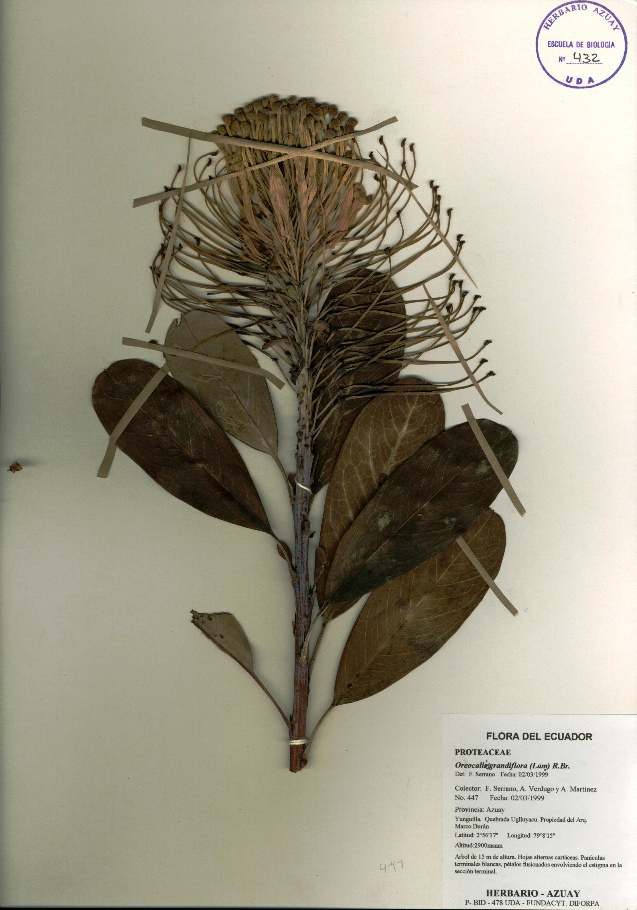 Oreocallis grandiflora (Lam.) R.Br.