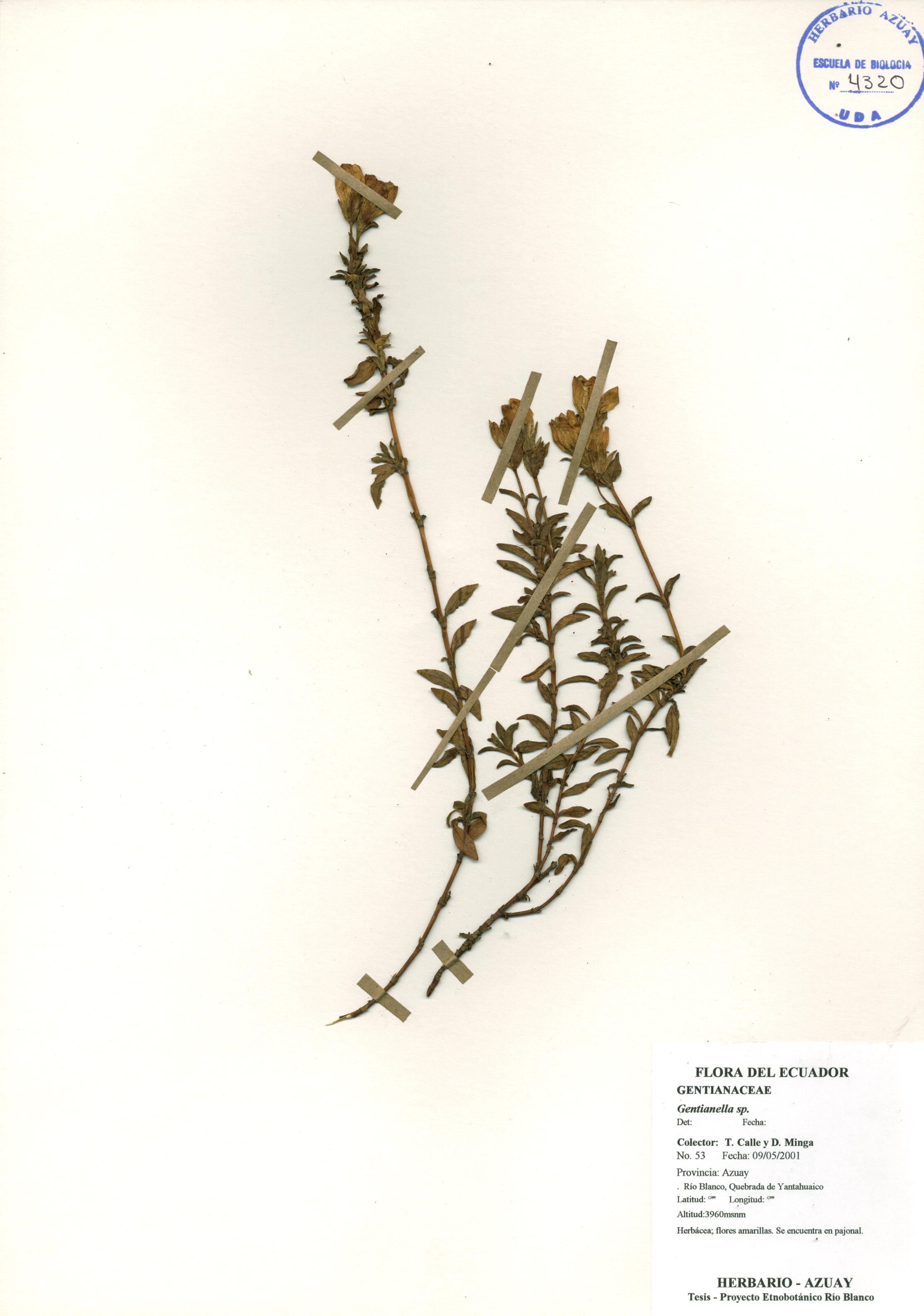 Gentianella sp. SIN DETERMINAR