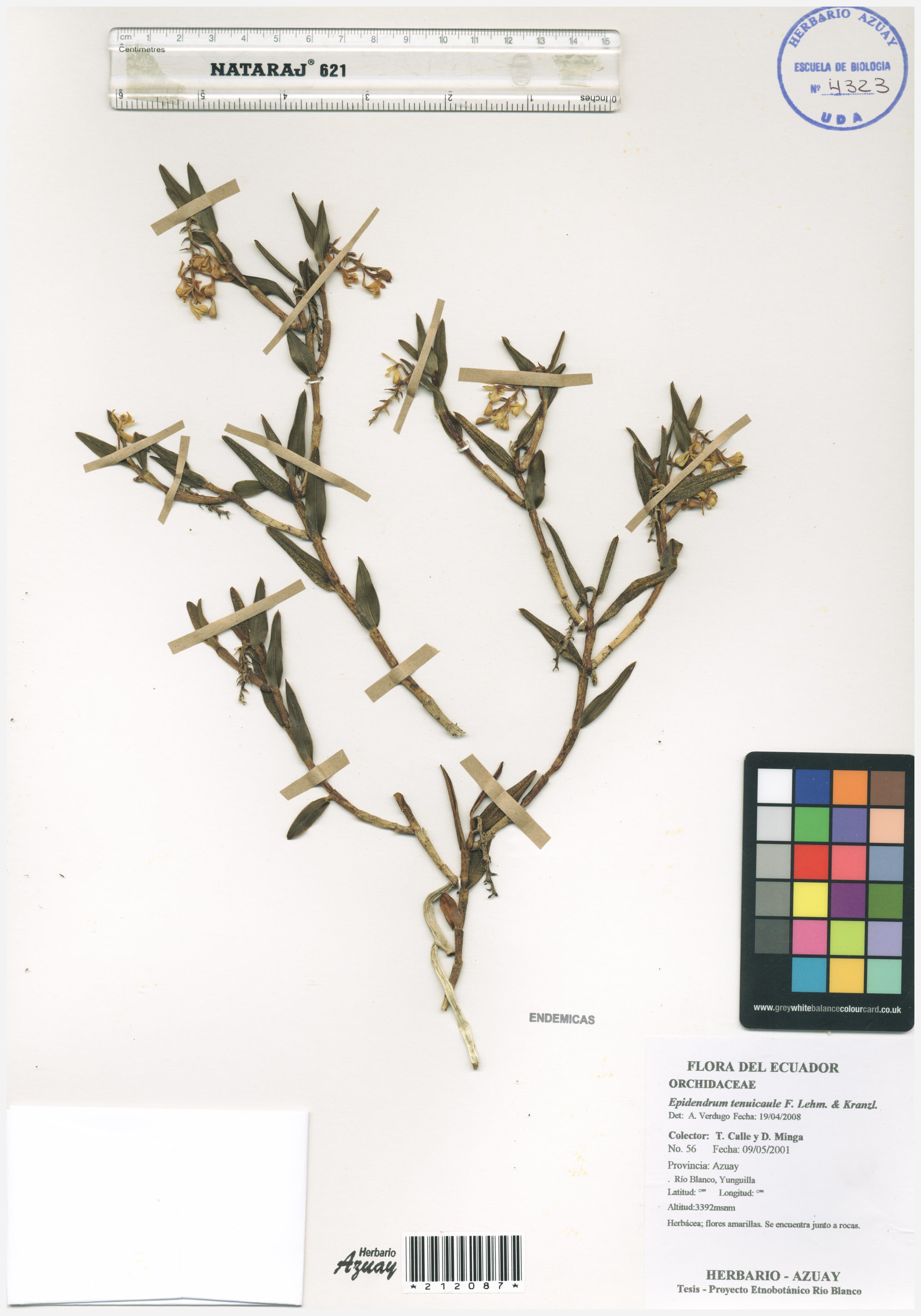 Epidendrum tenuicaule F. Lehm. & Kraenzl.
