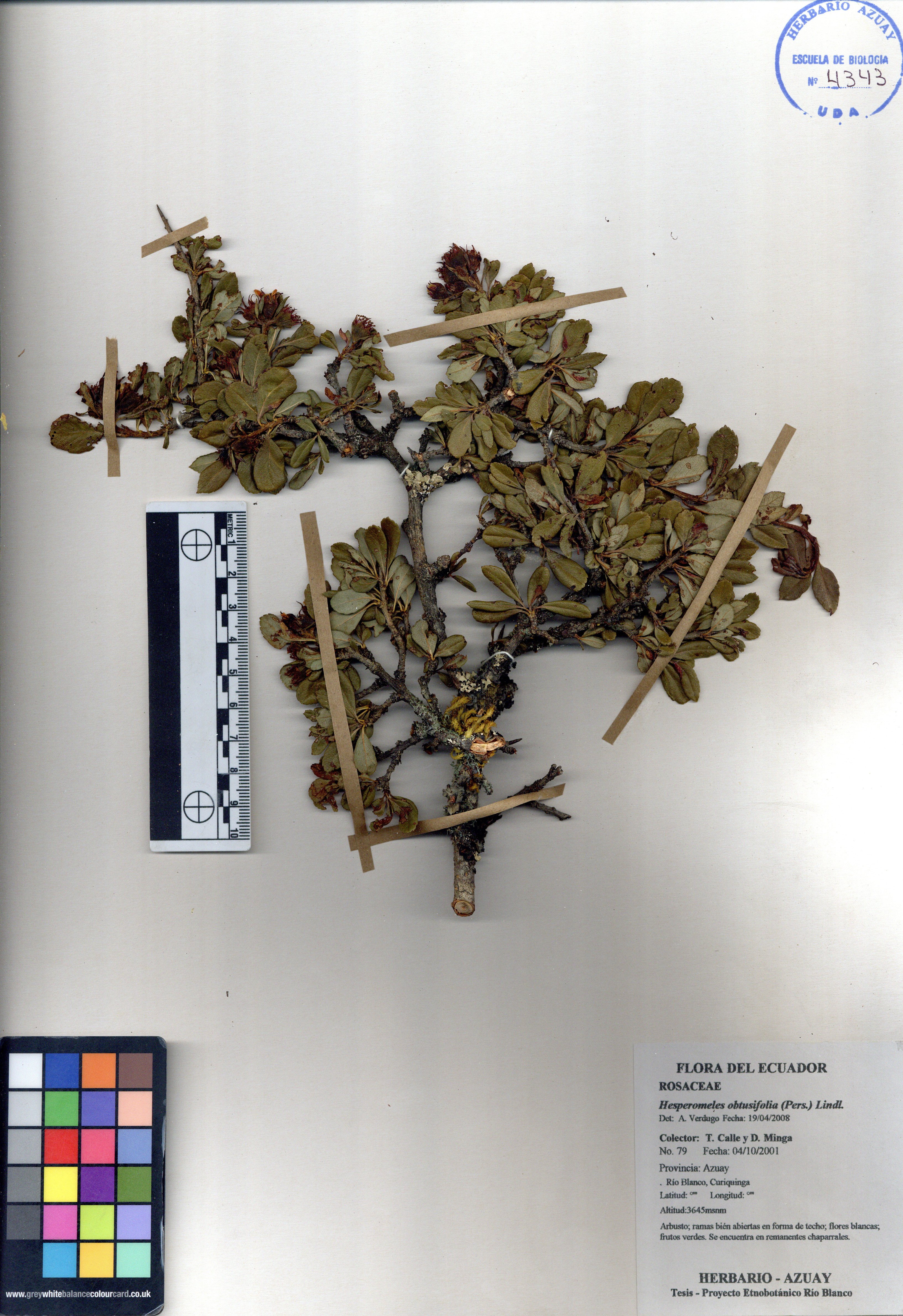 Hesperomeles obtusifolia (Pers.) Lindl.