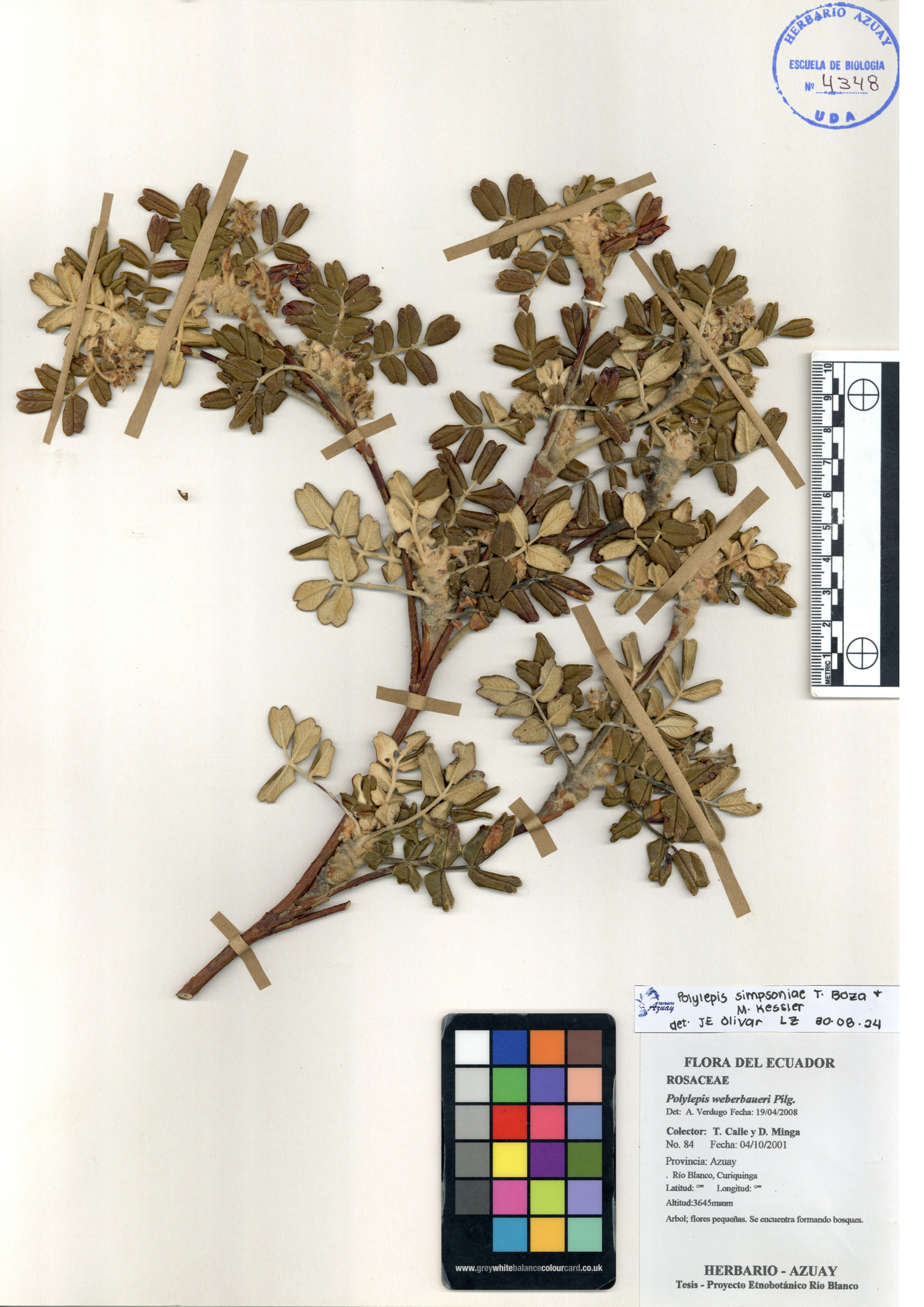 Polylepis simpsoniae T. Boza & M. Kessler