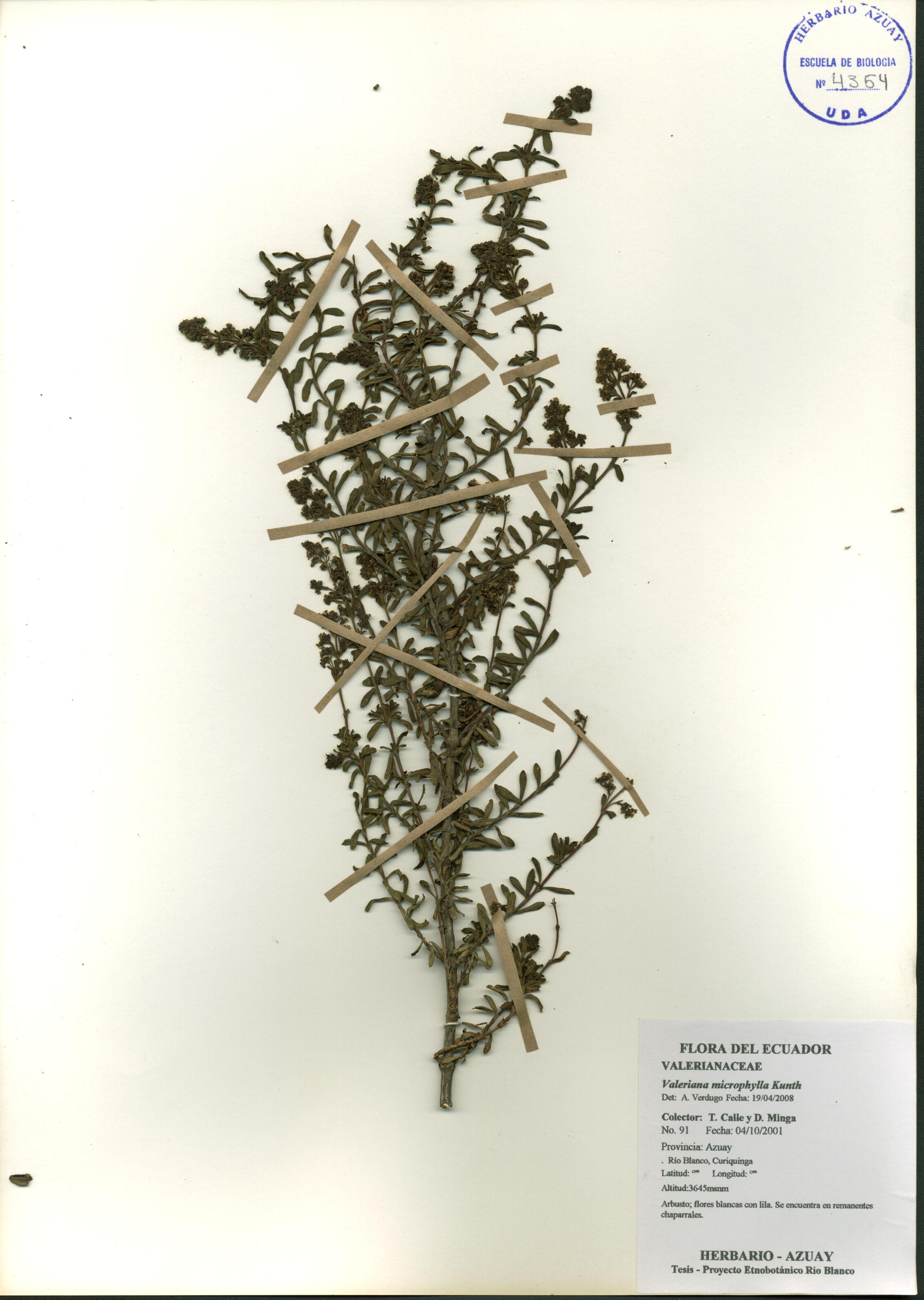 Valeriana microphylla Kunth | Herbario Azuay - Universidad del Azuay