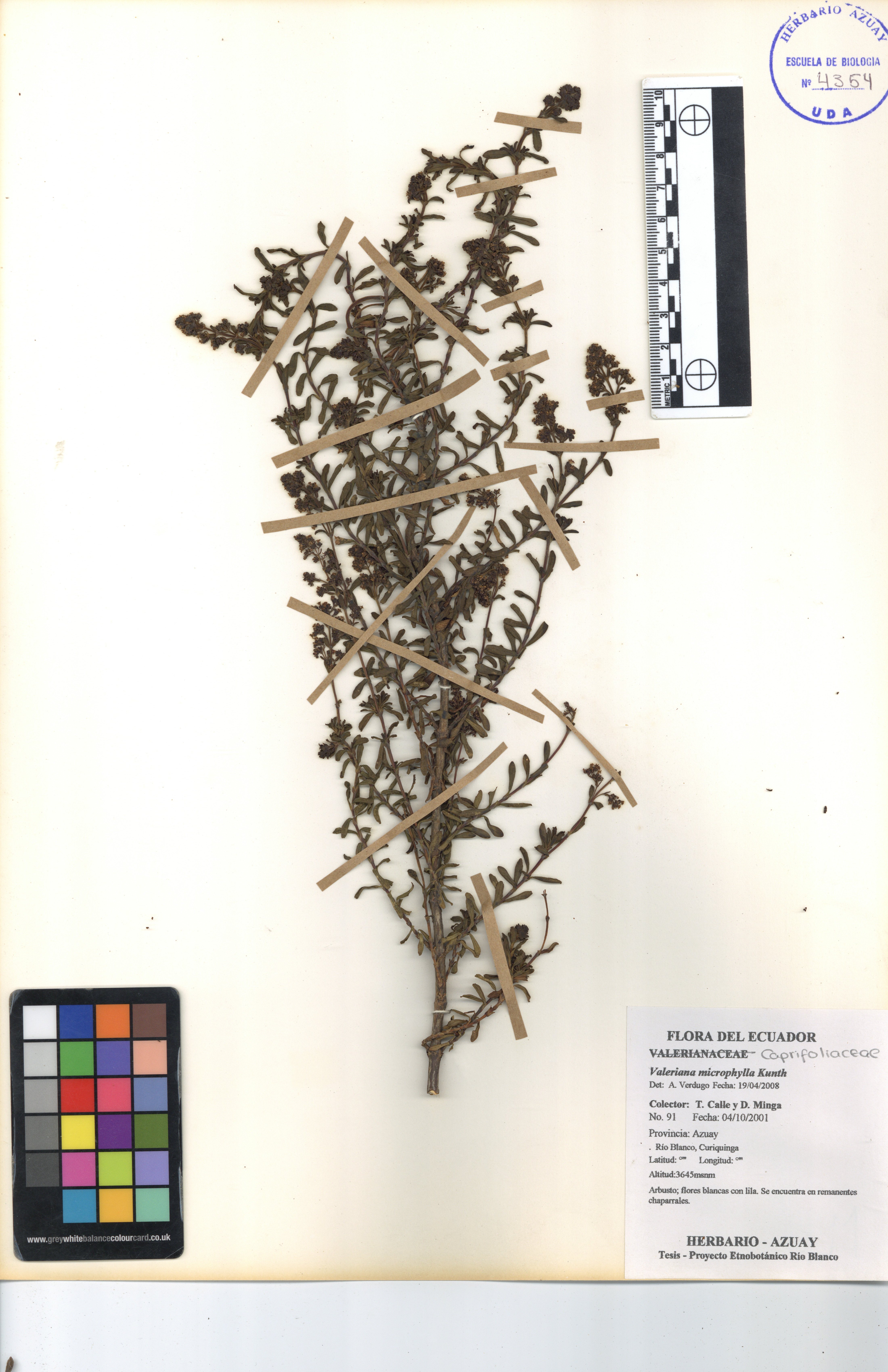 Valeriana microphylla Kunth