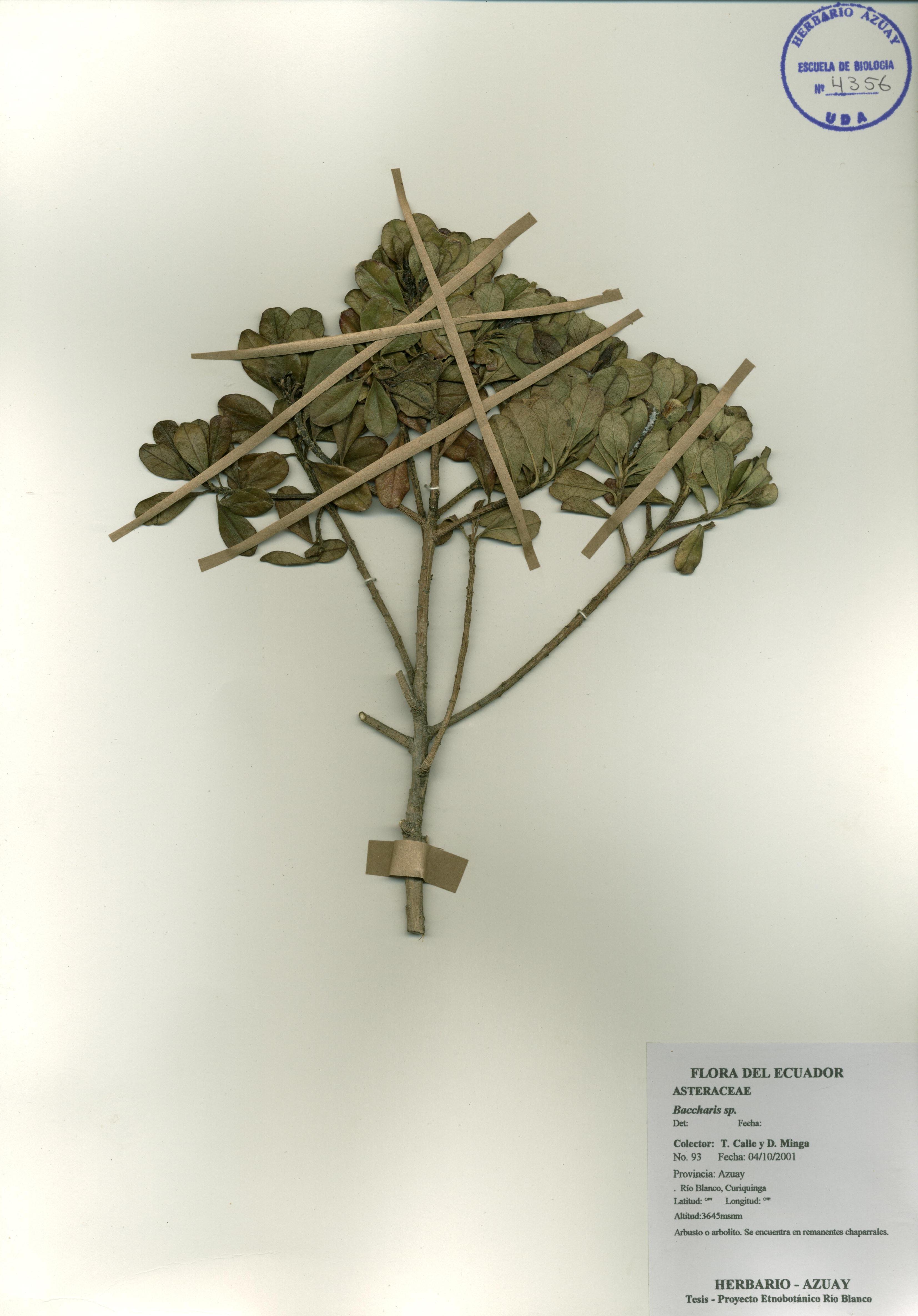Baccharis sp. SIN DETERMINAR