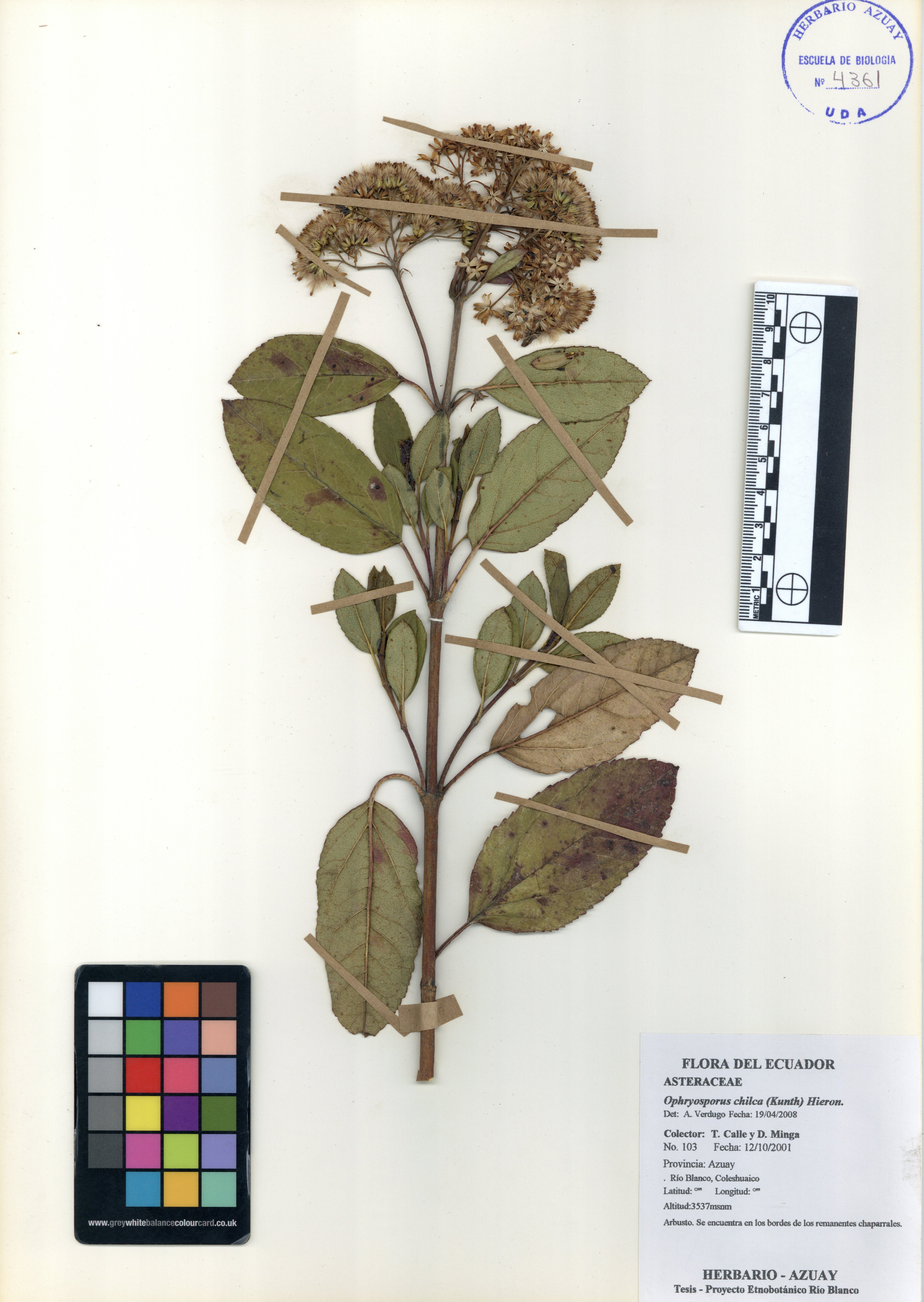 Ophryosporus chilca (Kunth) Hieron.