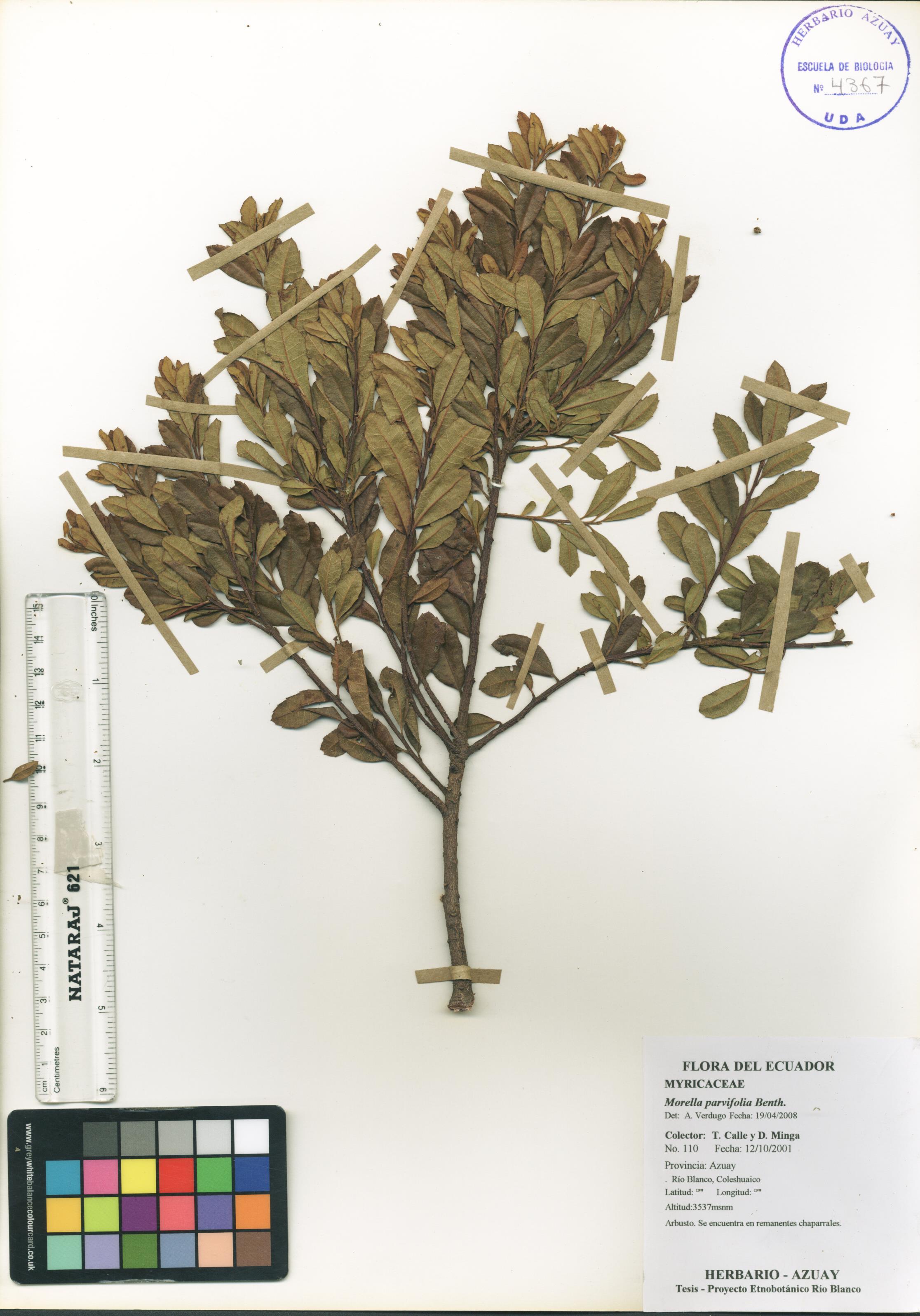 Morella parvifolia Benth.