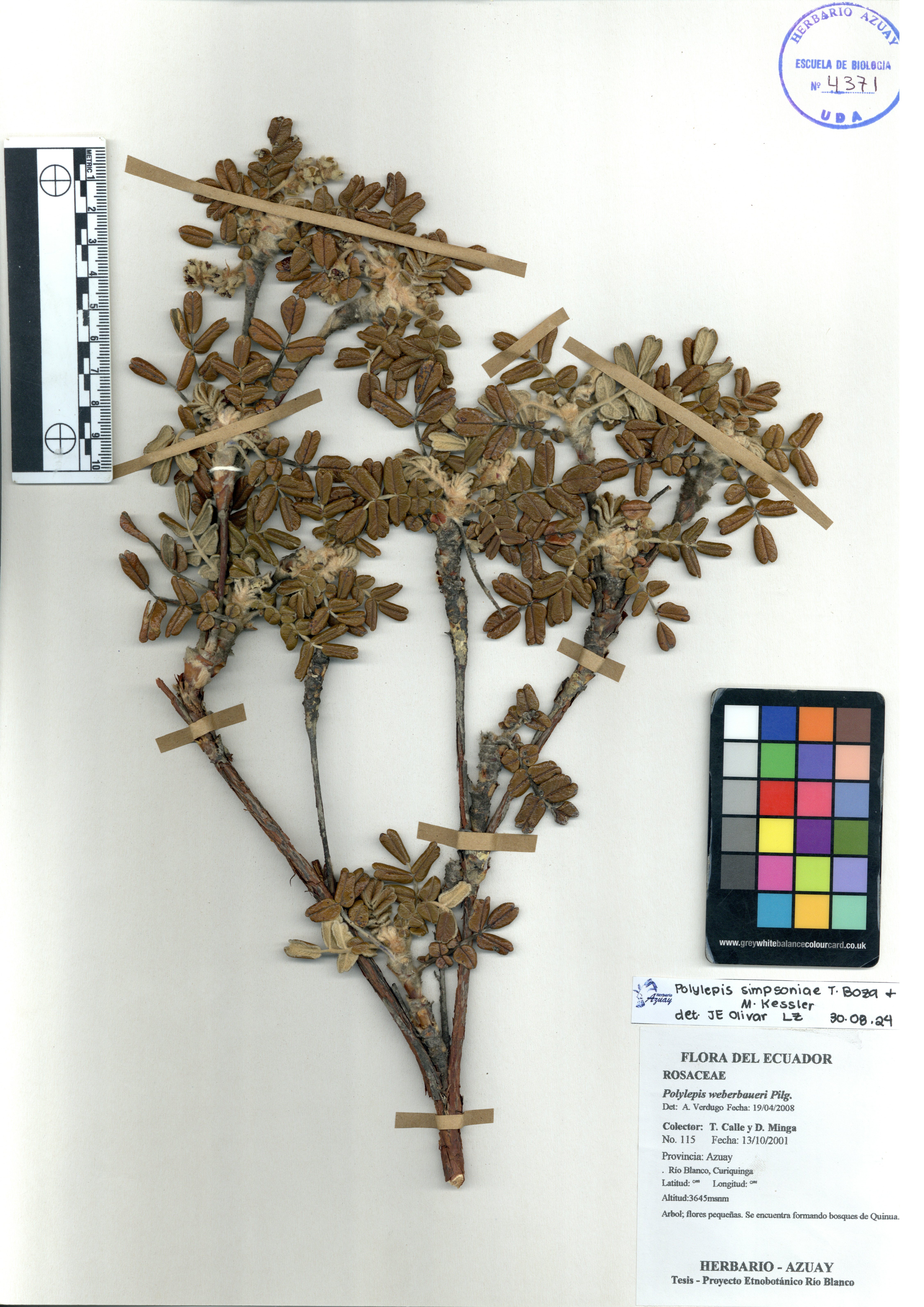 Polylepis simpsoniae T. Boza & M. Kessler