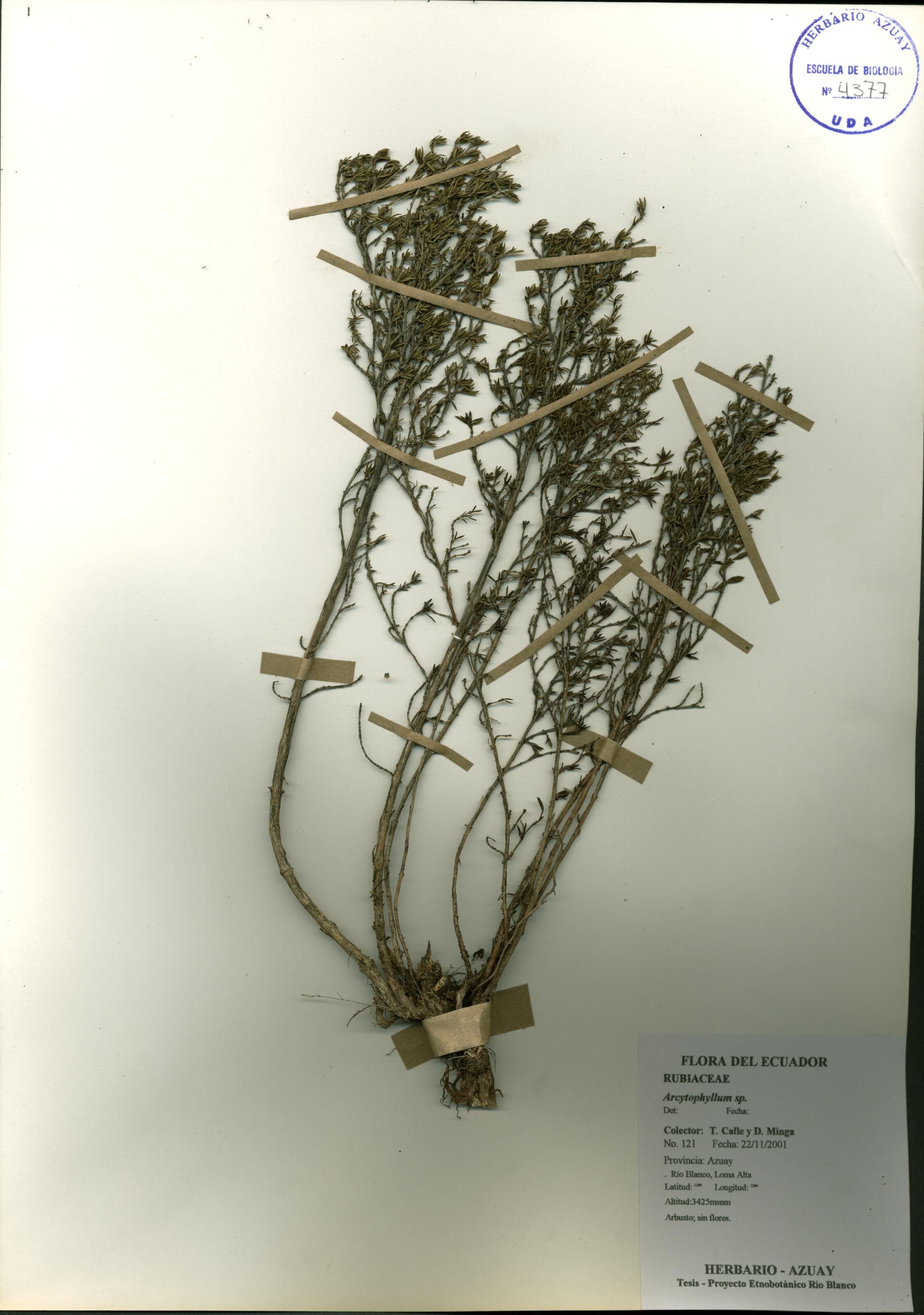 Arcytophyllum sp. SIN DETERMINAR