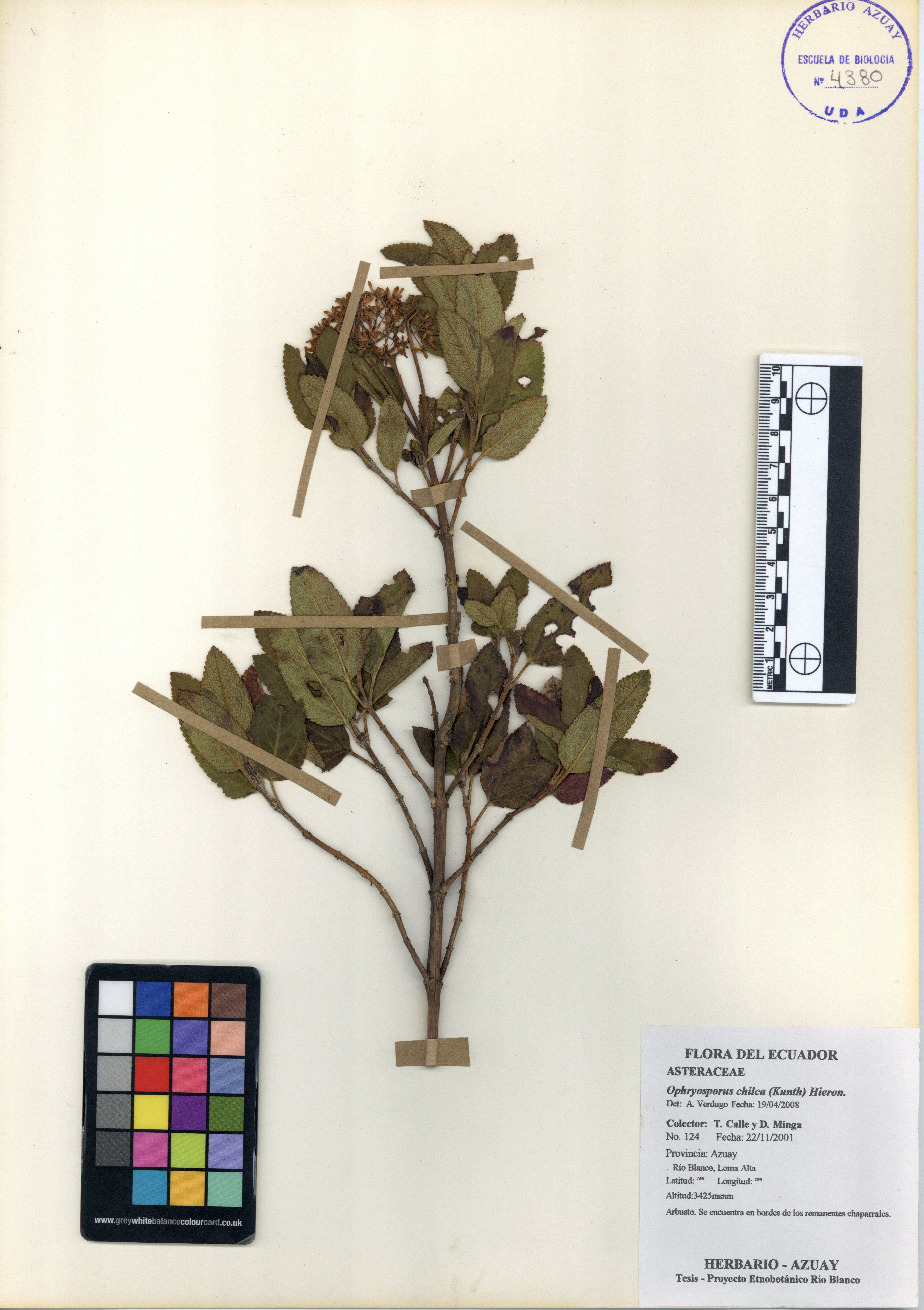 Ophryosporus chilca (Kunth) Hieron.