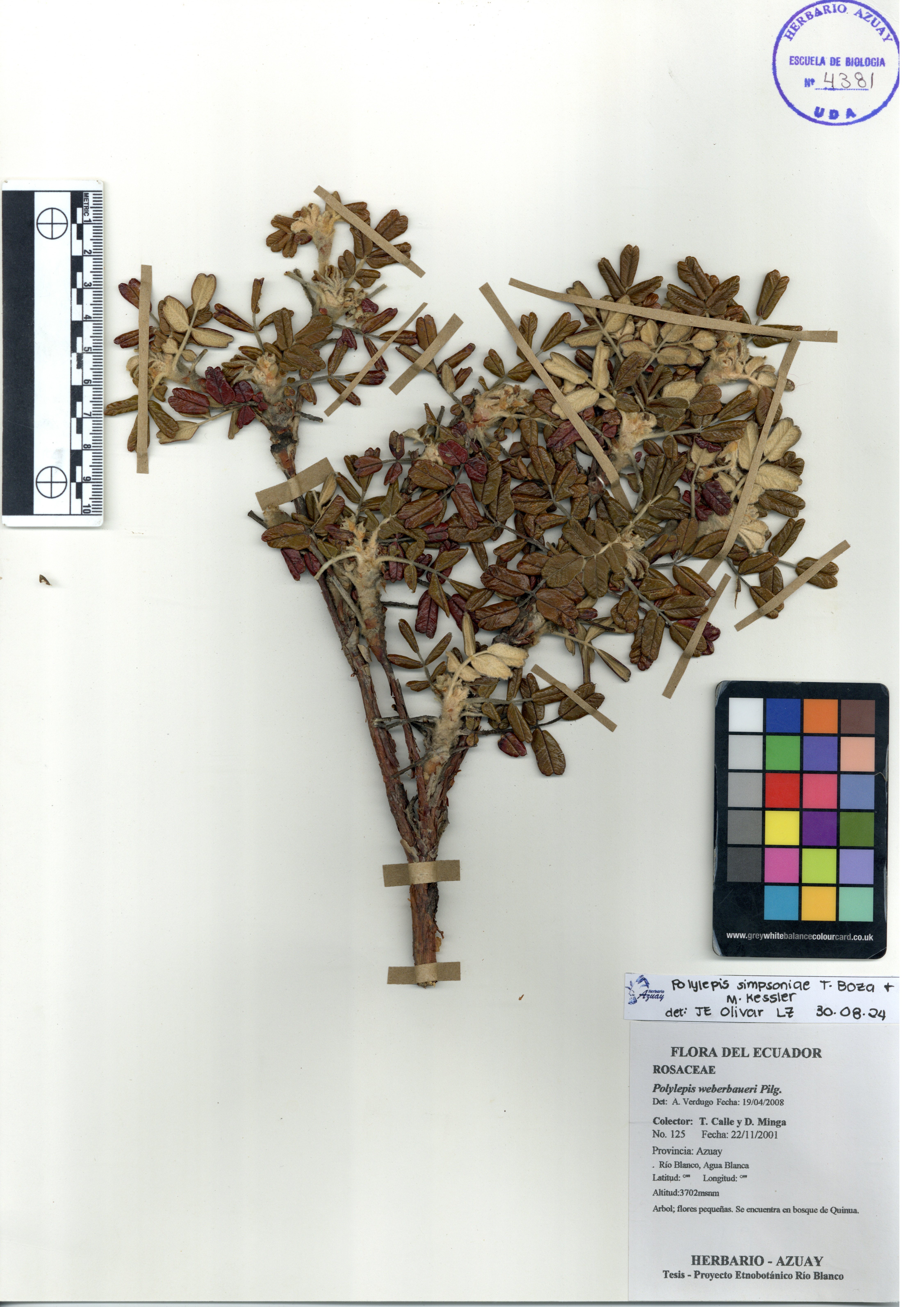 Polylepis simpsoniae T. Boza & M. Kessler
