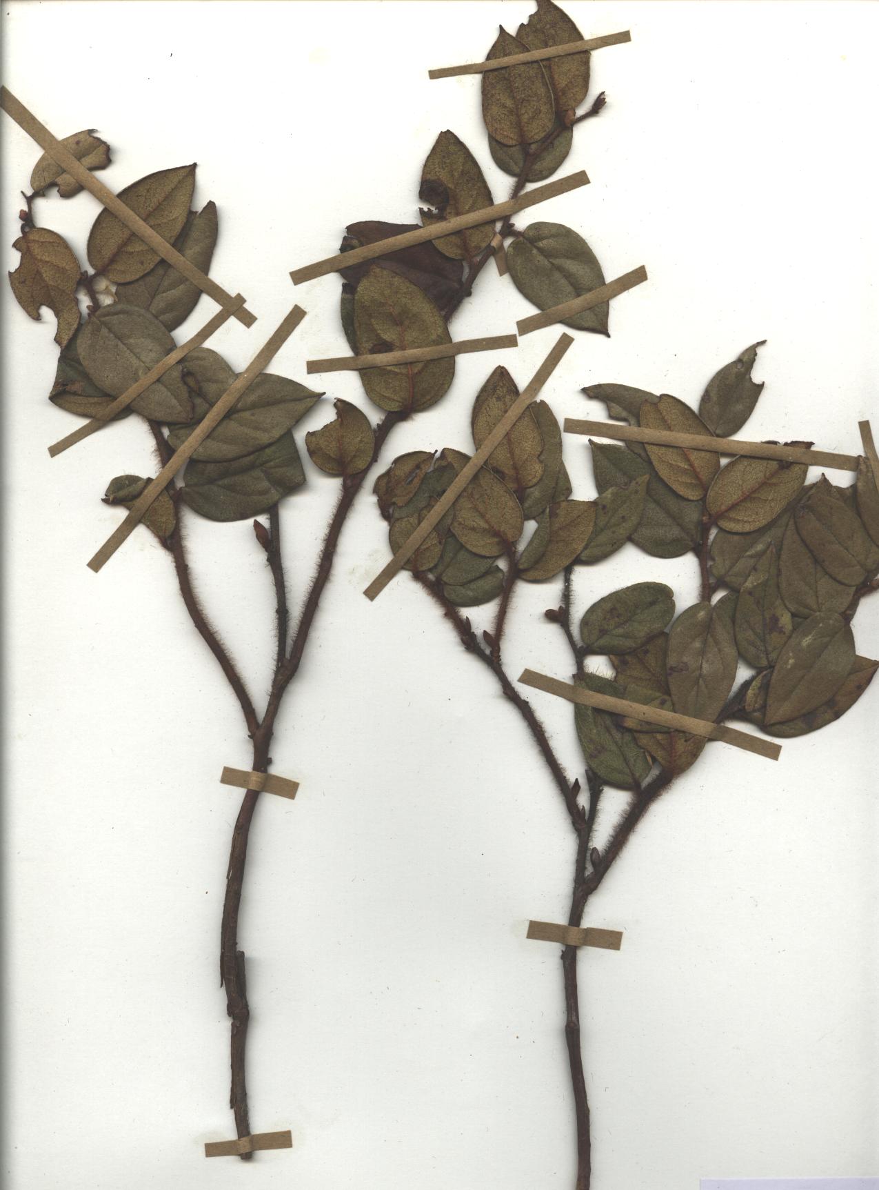 Gaultheria strigosa Benth.
