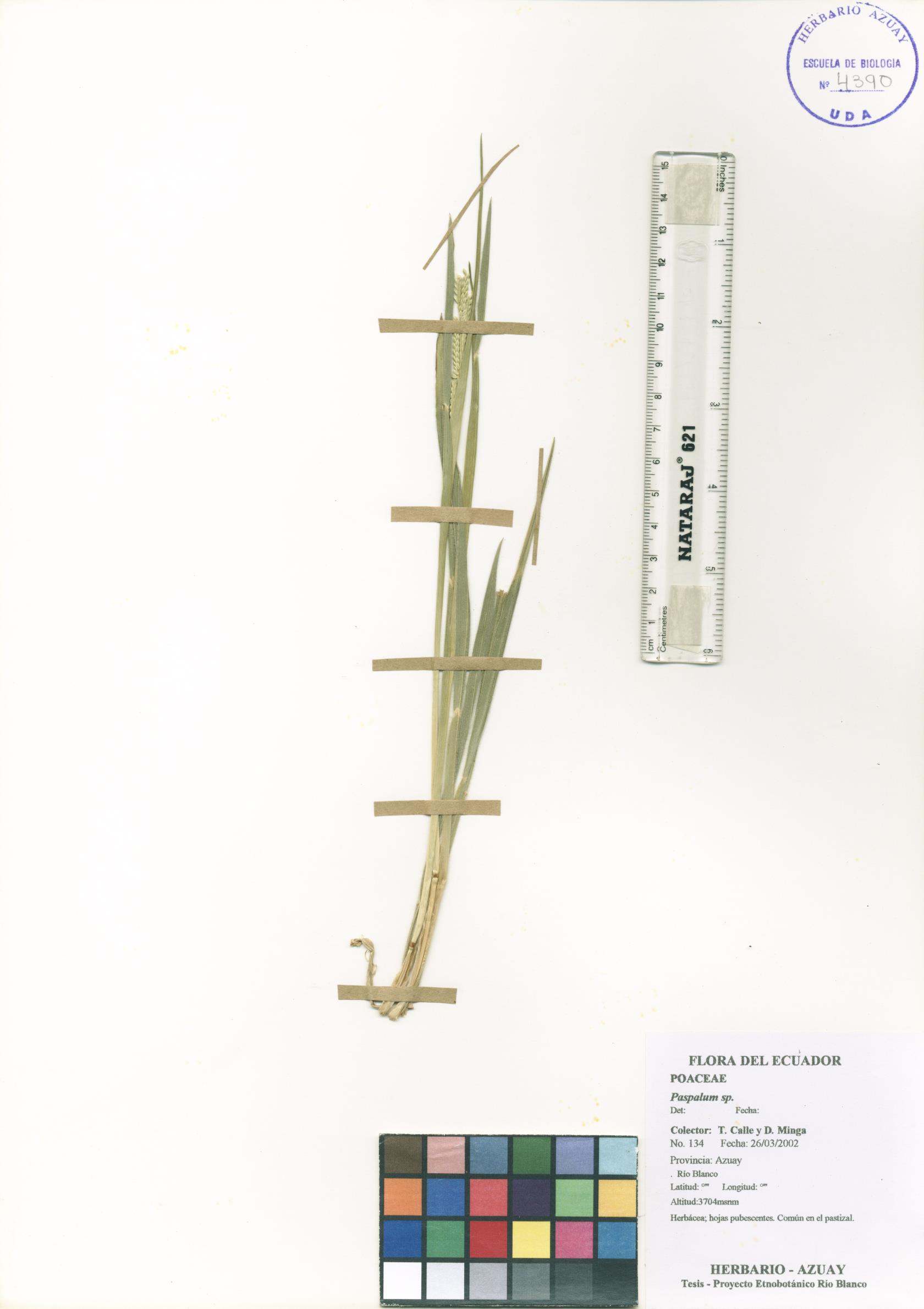 Paspalum sp. SIN DETERMINAR
