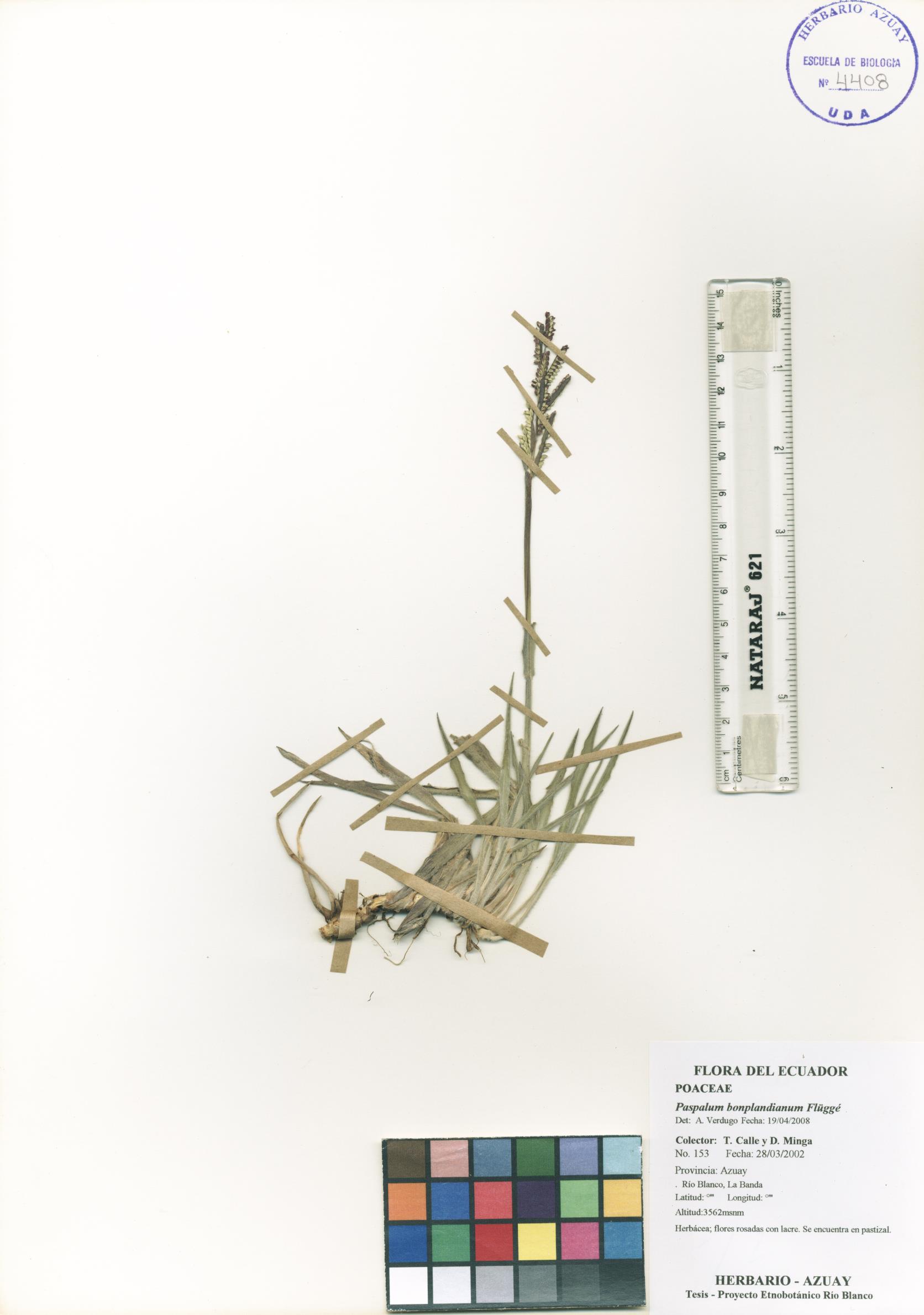 Paspalum bonplandianum Flüggé