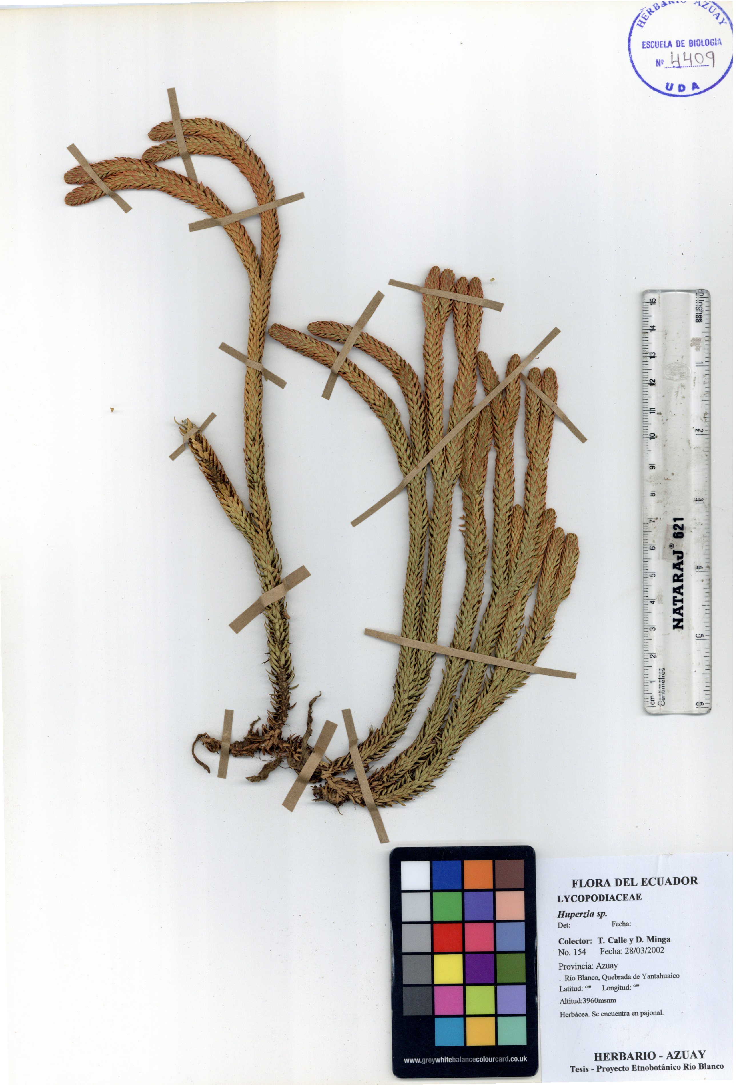 Huperzia sp. SIN DETERMINAR