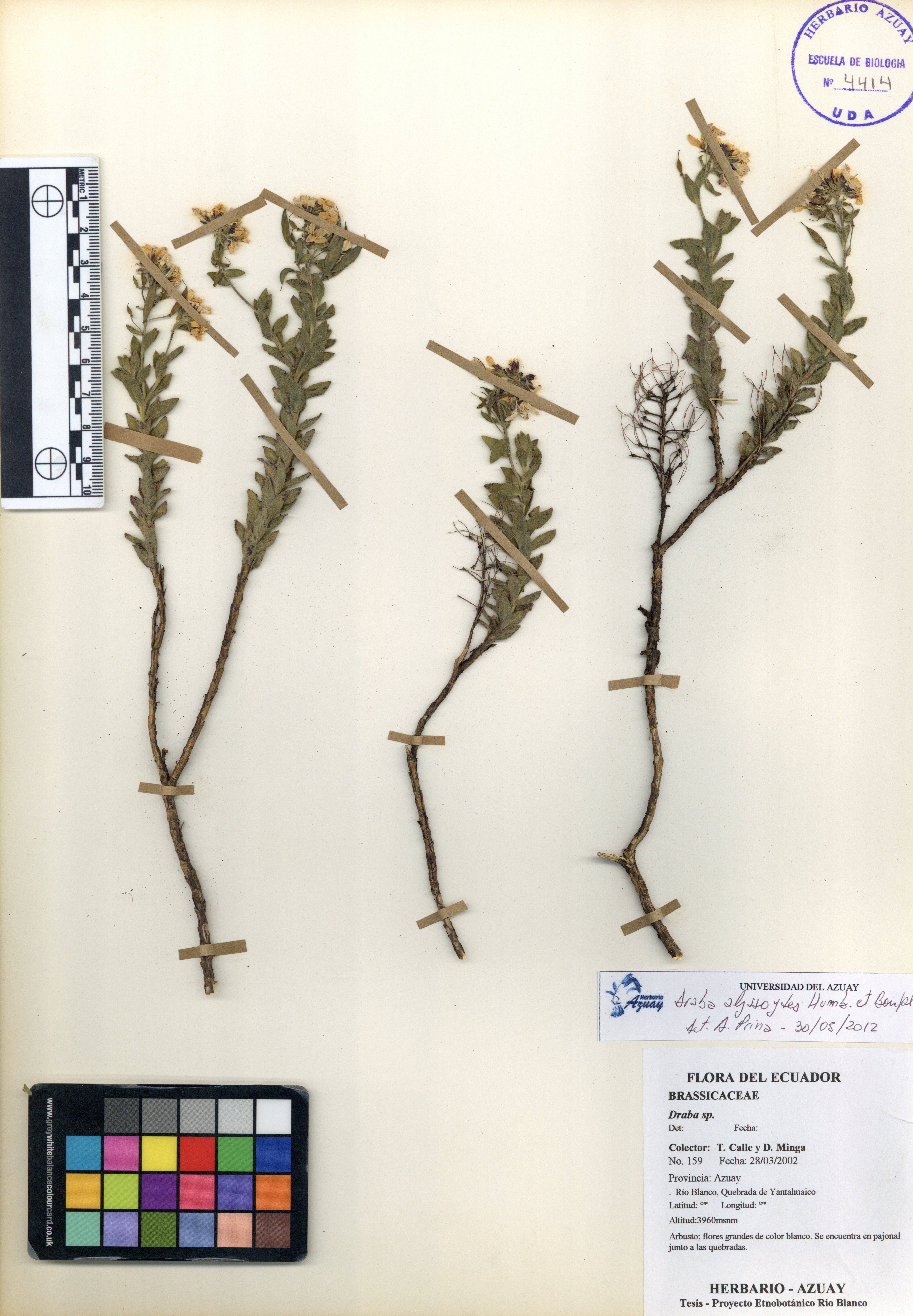 Draba alyssoides Humb. & Bonpl.