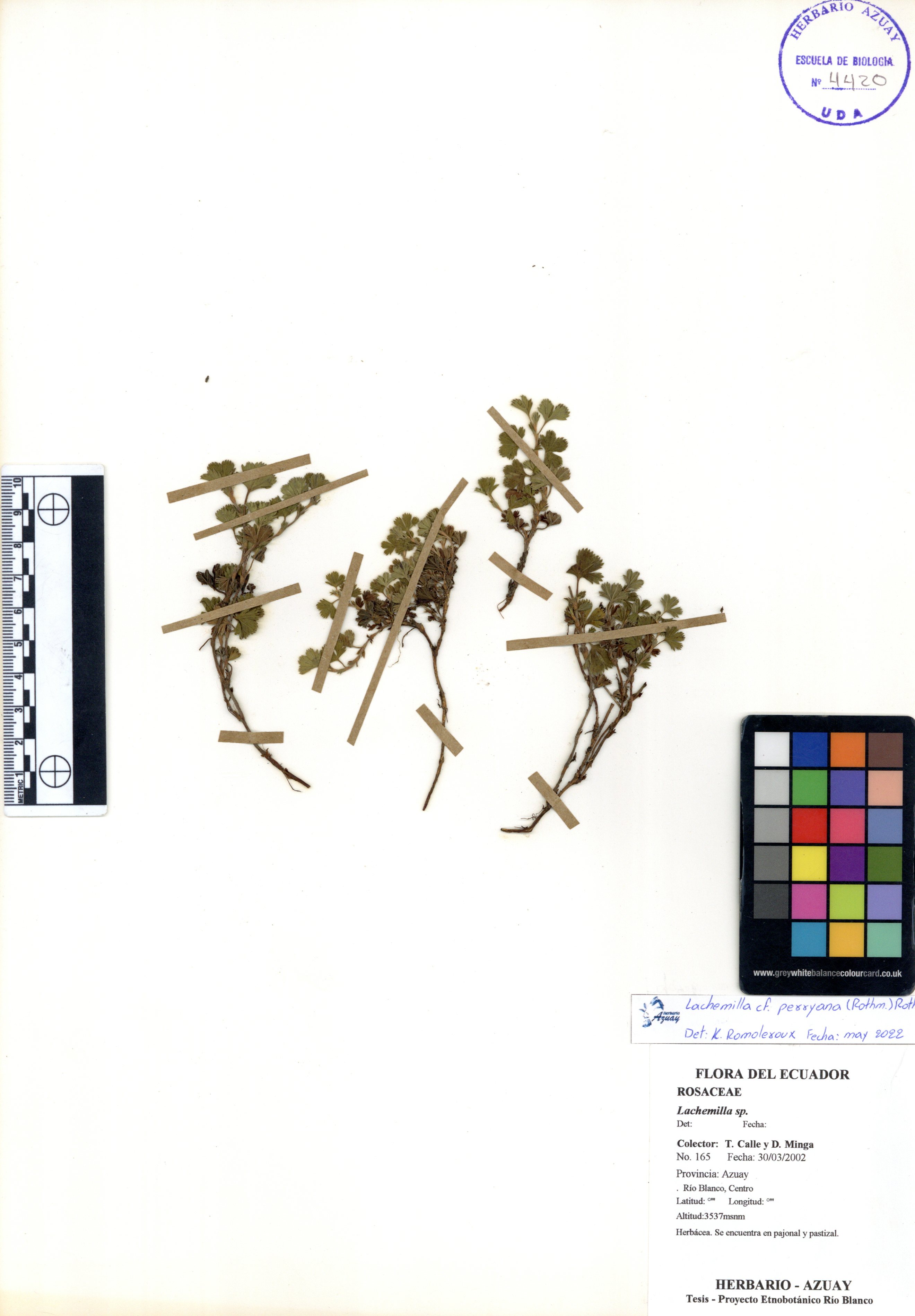 Lachemilla perryana (Rothm.) Rothm.