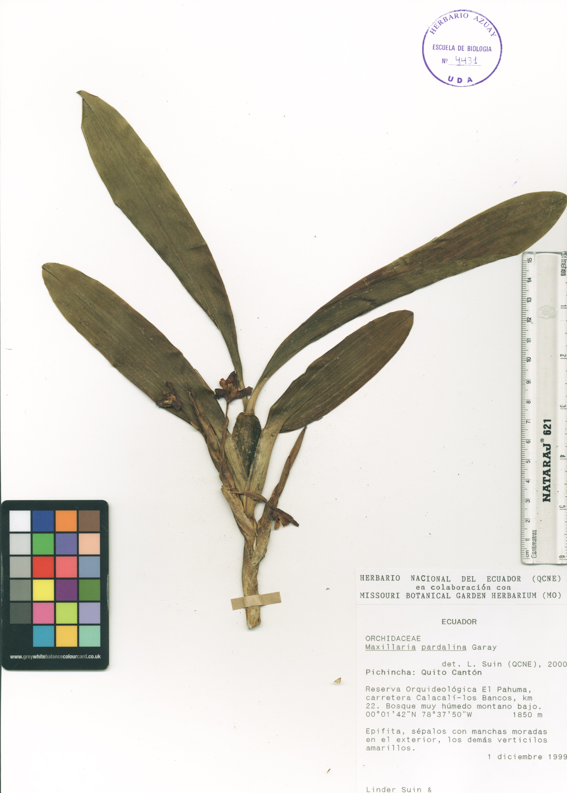 Maxillaria pardalina Garay