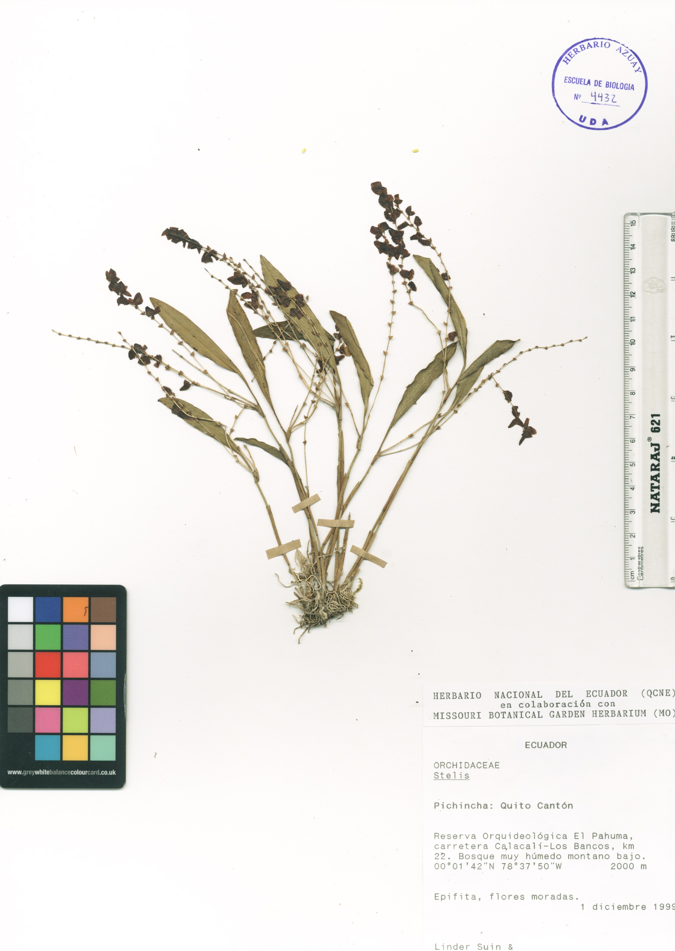 Stelis sp. SIN DETERMINAR