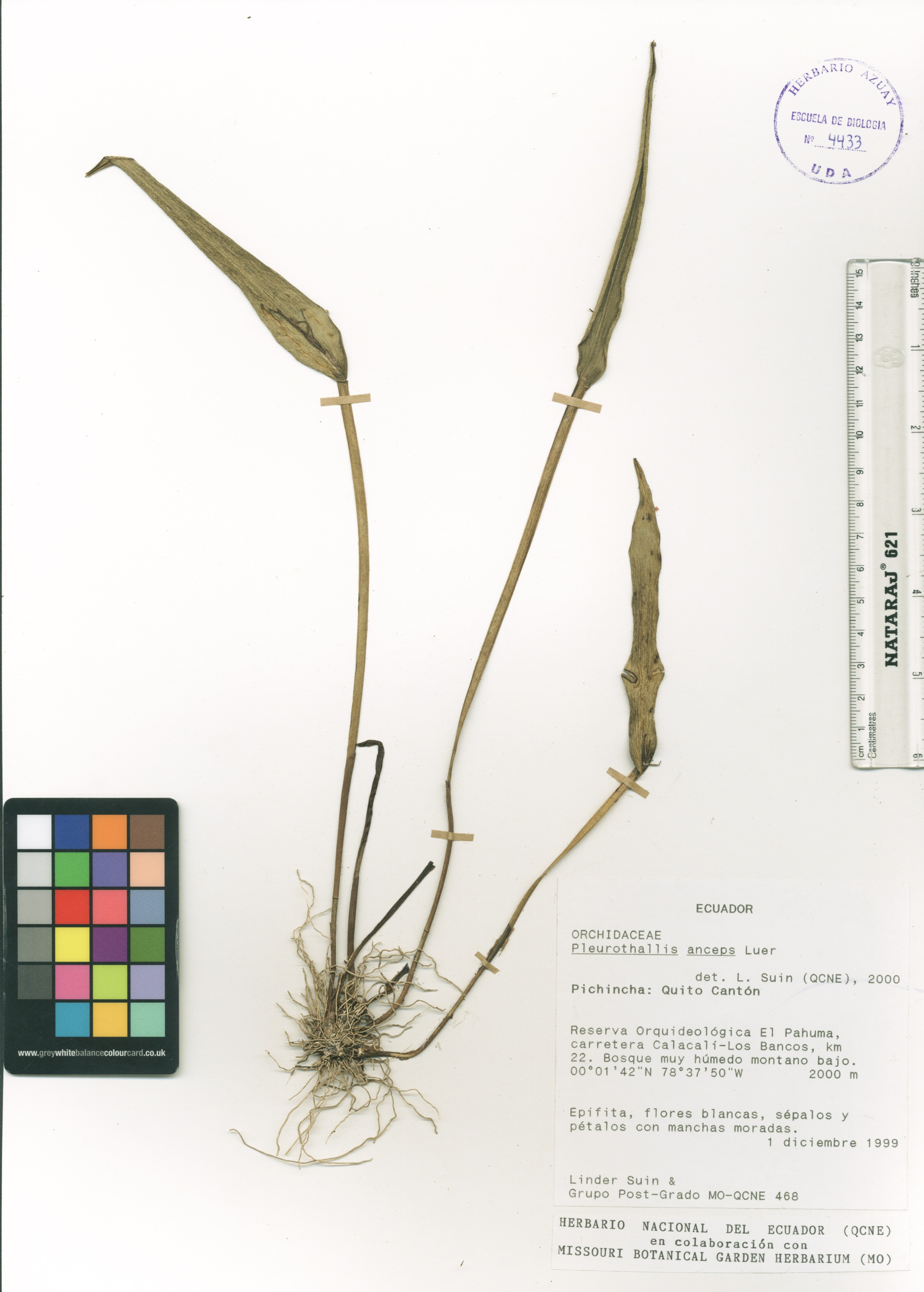 Pleurothallis anceps Luer