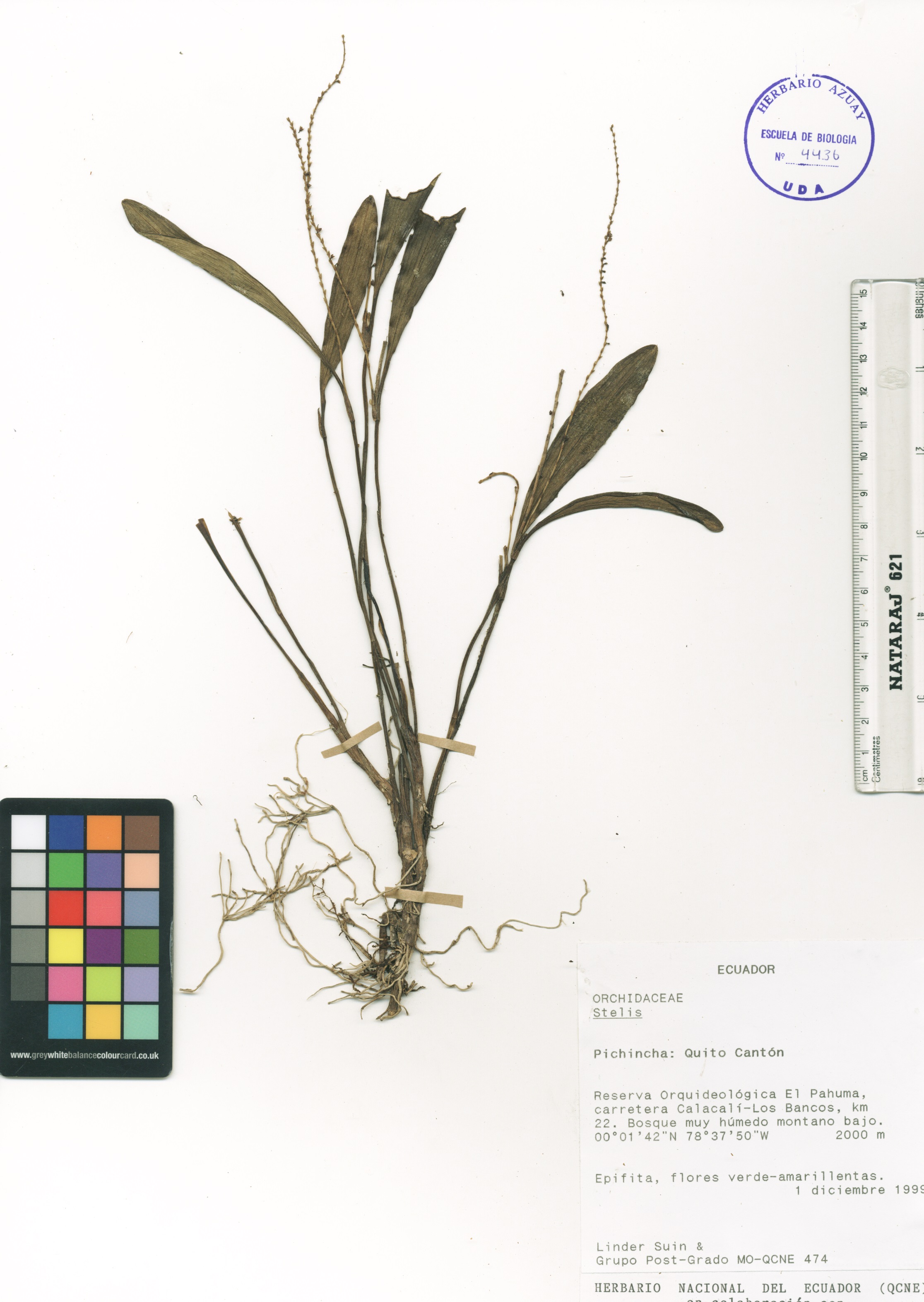 Stelis sp. SIN DETERMINAR