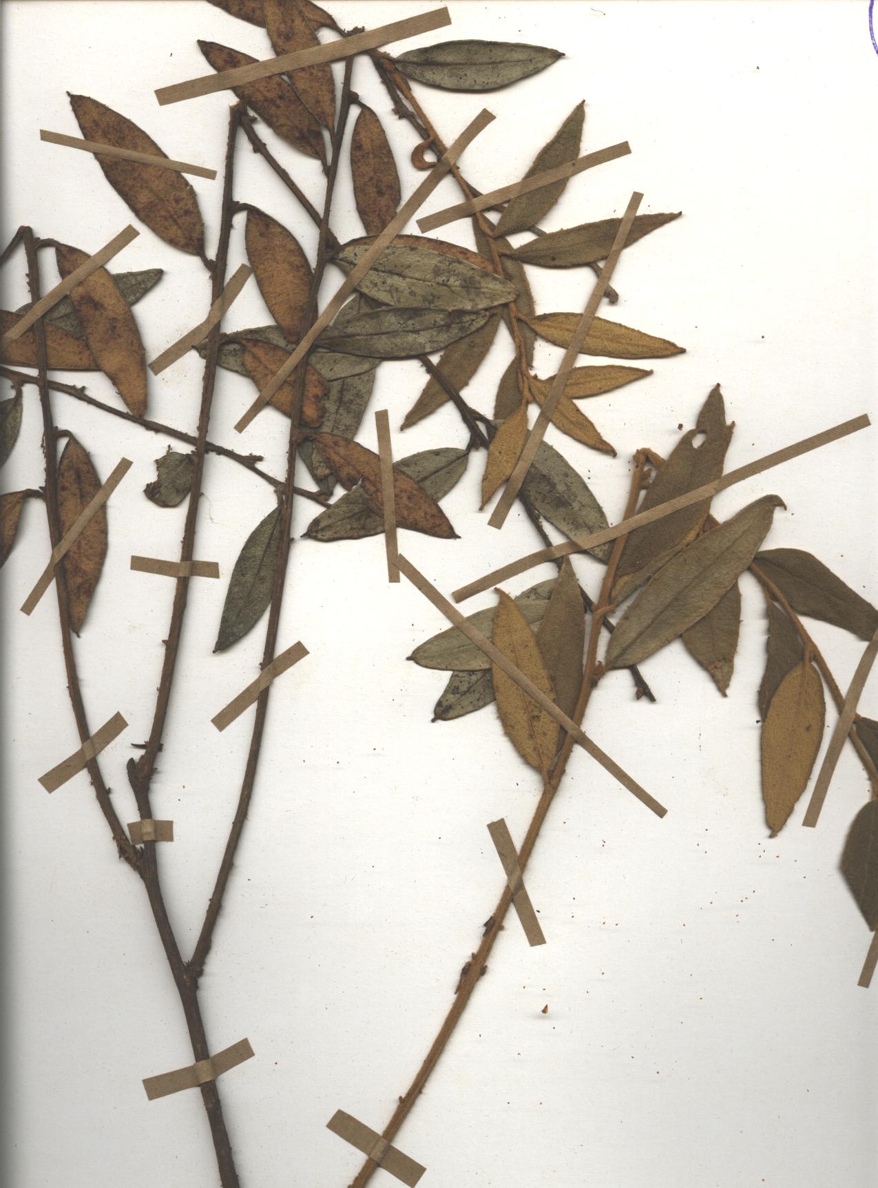 Gaultheria tomentosa Kunth
