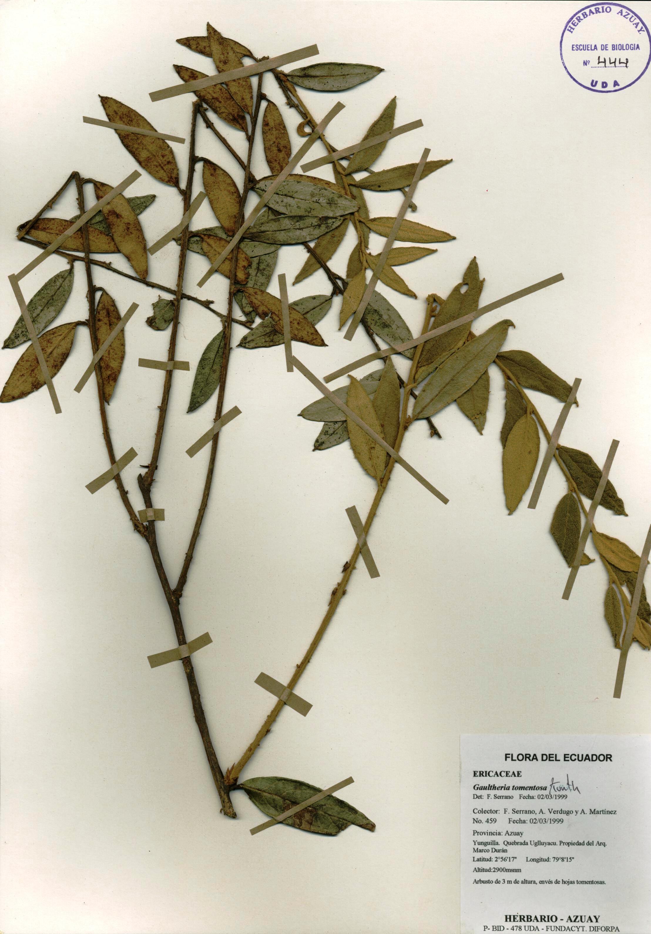 Gaultheria tomentosa Kunth
